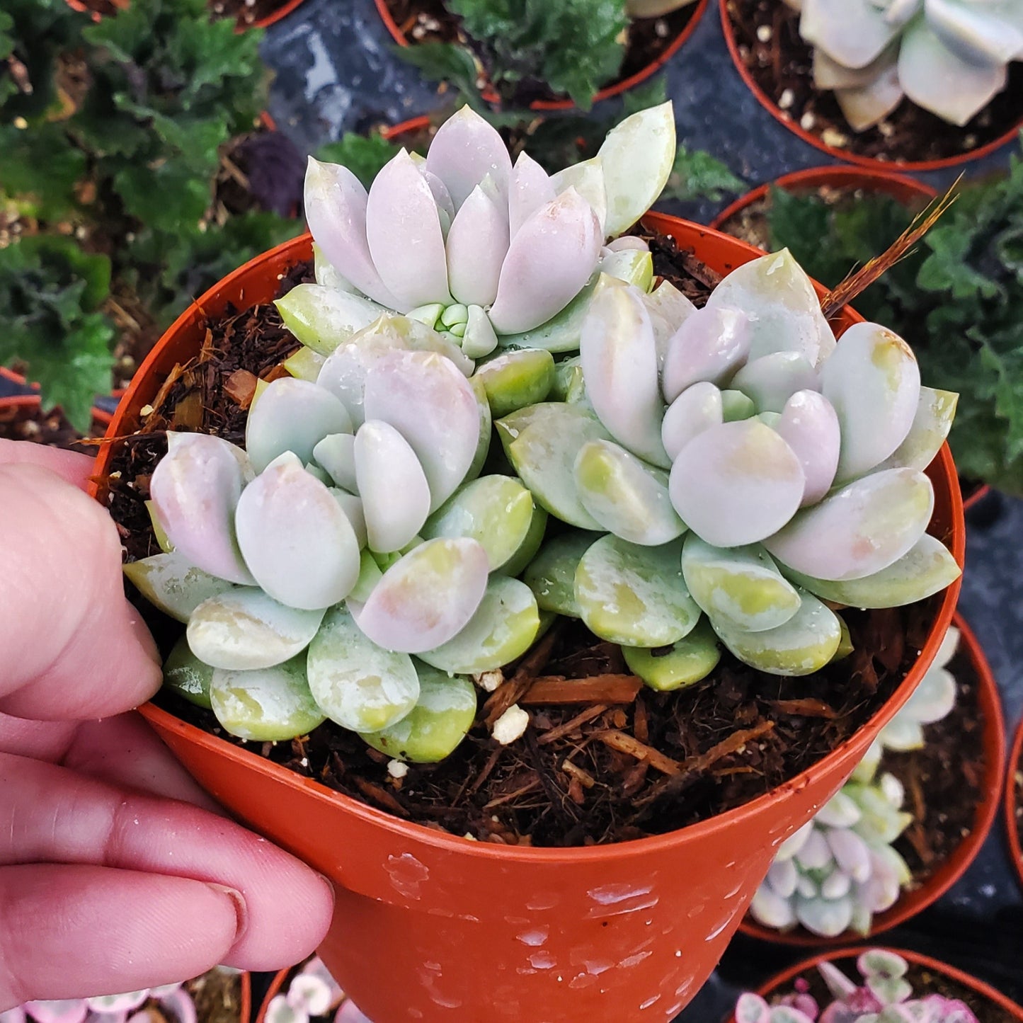 Sedeveria 'Lilac Mist' PP29643
