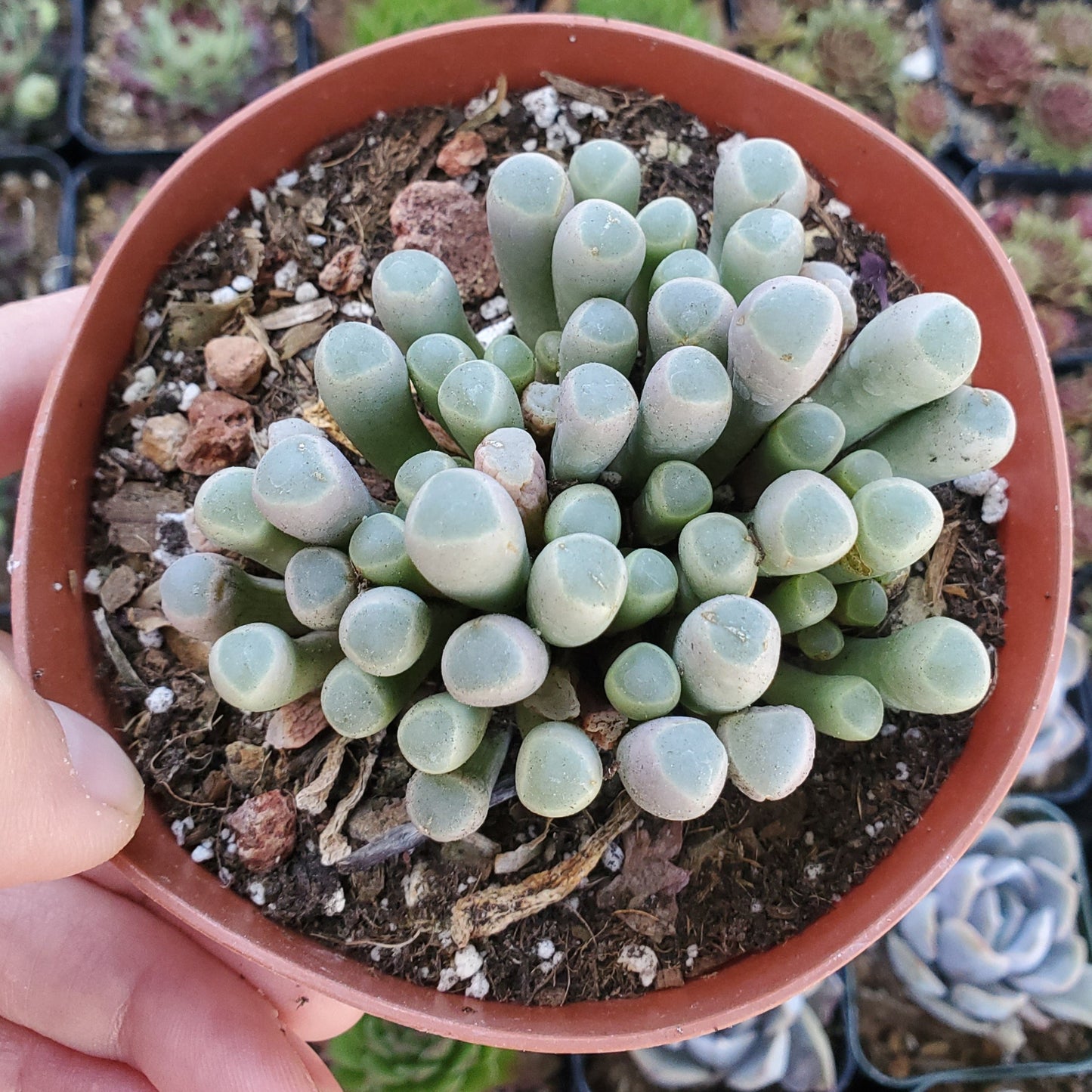 Fenestraria rhopalophylla 'Baby Toes'