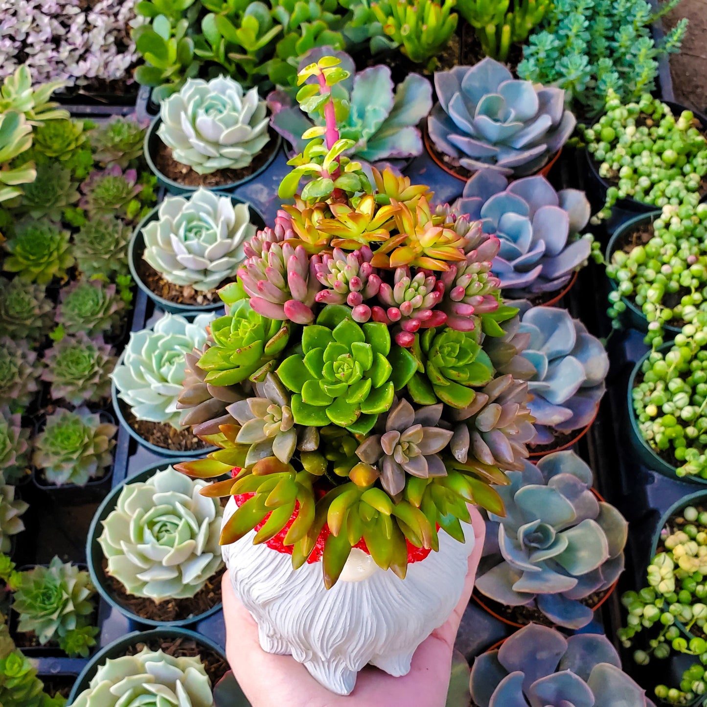 Large Succulent Gnome Arrangement