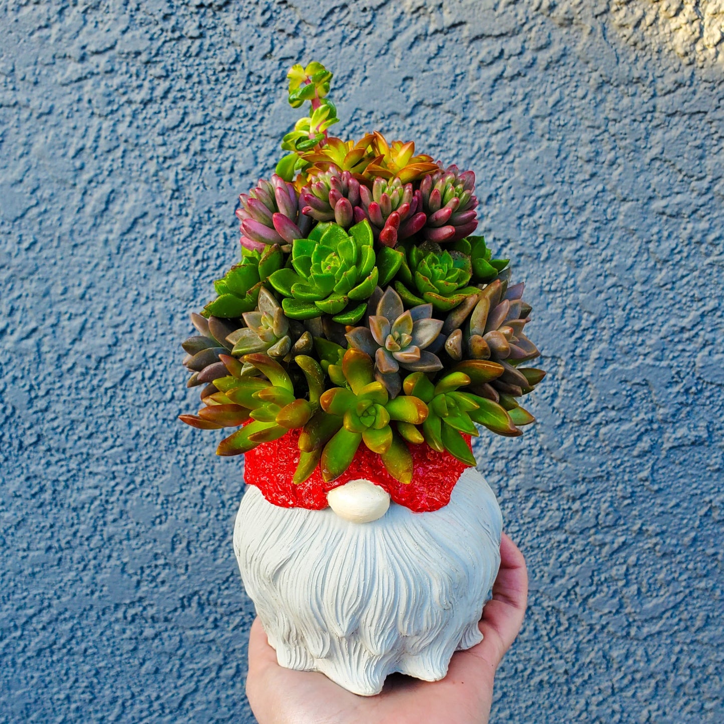 Large Succulent Gnome Arrangement
