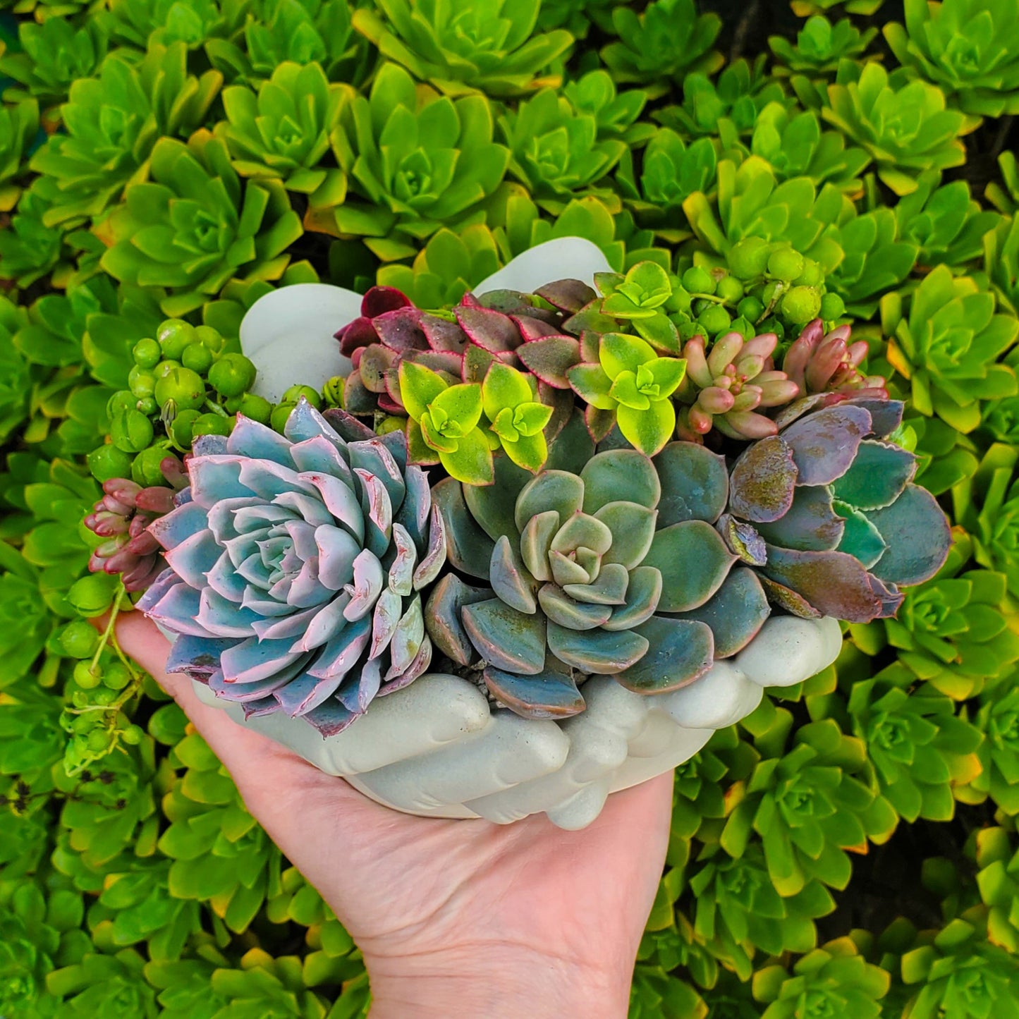 Cupped Hands Cement Planter Succulent Arrangement
