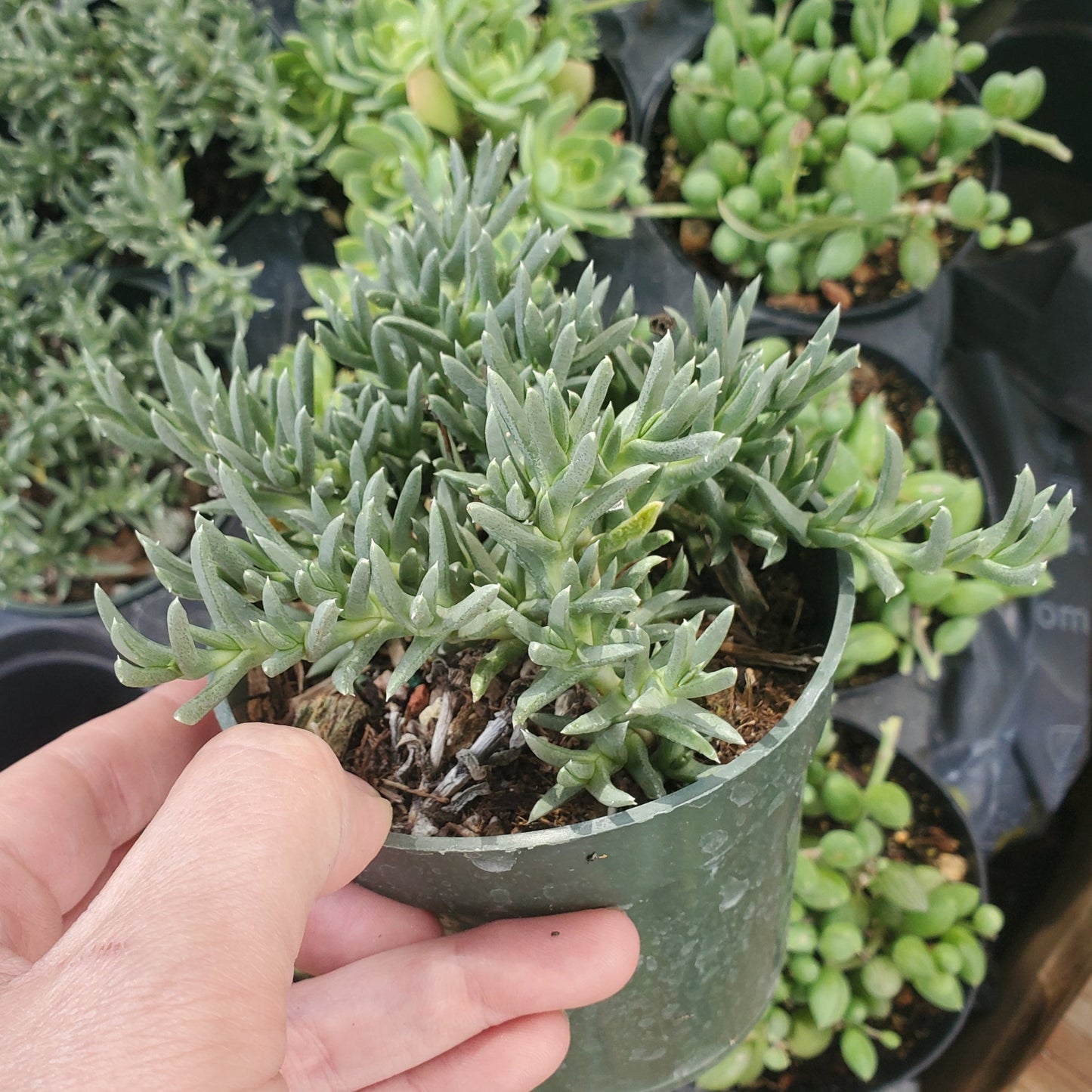 Ruschia lineolata 'Nana' 'Dawrf Carpet of Stars'