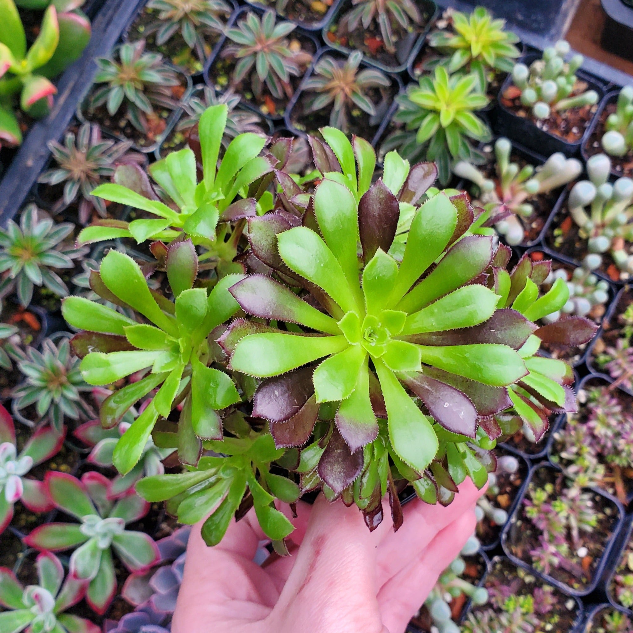 cluster succulent plant Aeonium urbicum Cluster