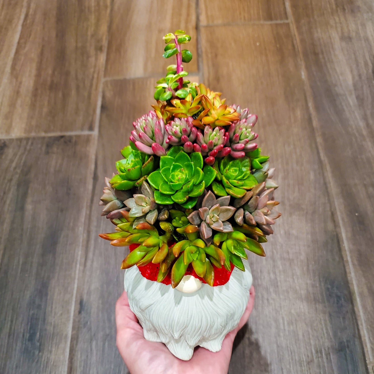 Large Succulent Gnome Arrangement