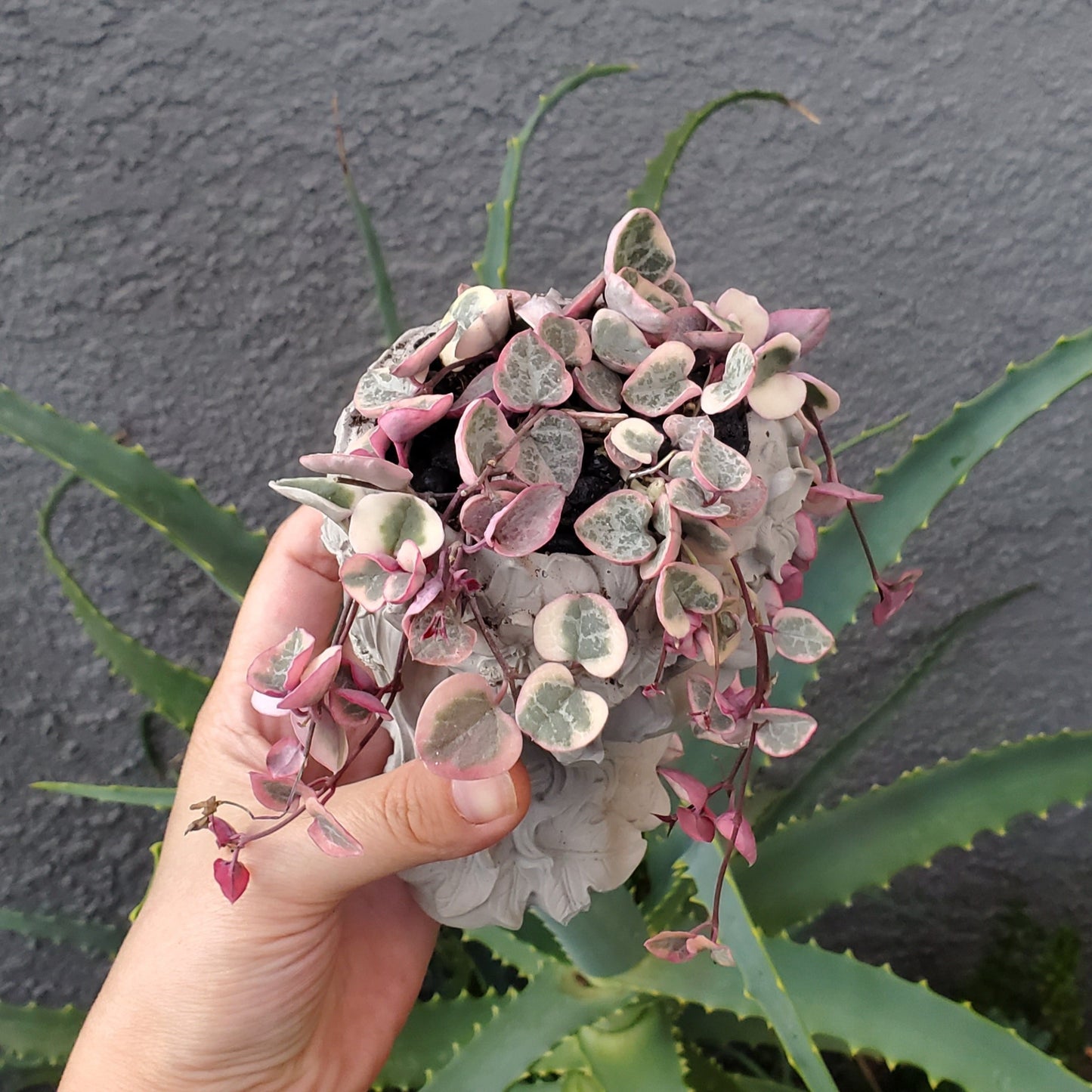 'Variegated String of Hearts' Goddess Arrangement