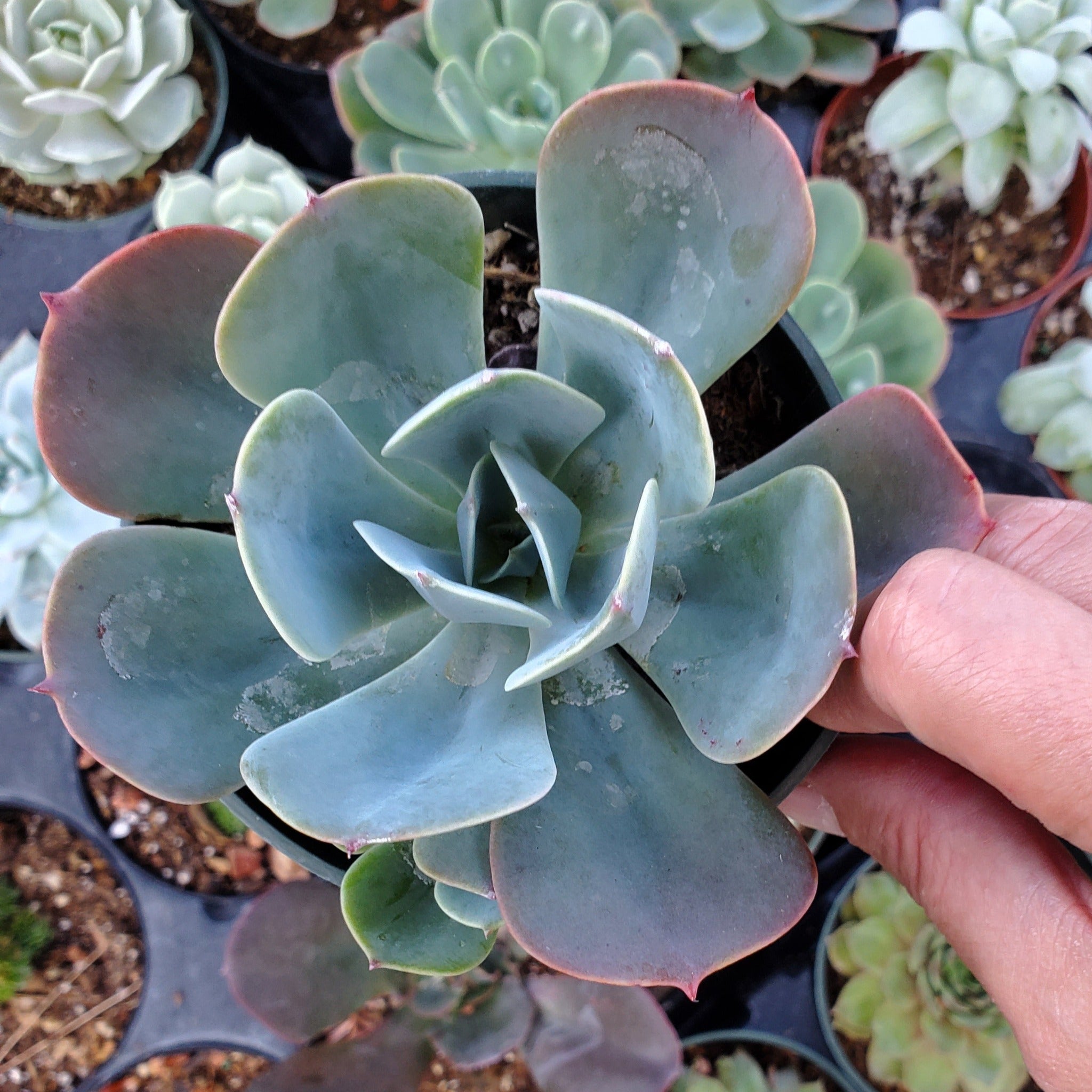yulu succulent Echeveria 'Muesli'