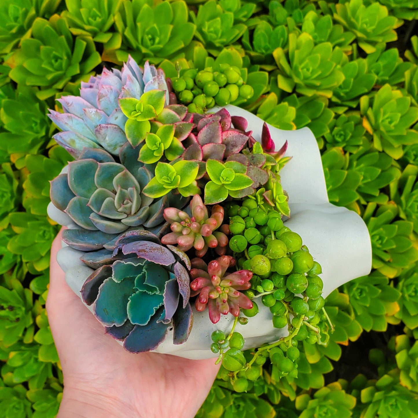 Cupped Hands Cement Planter Succulent Arrangement
