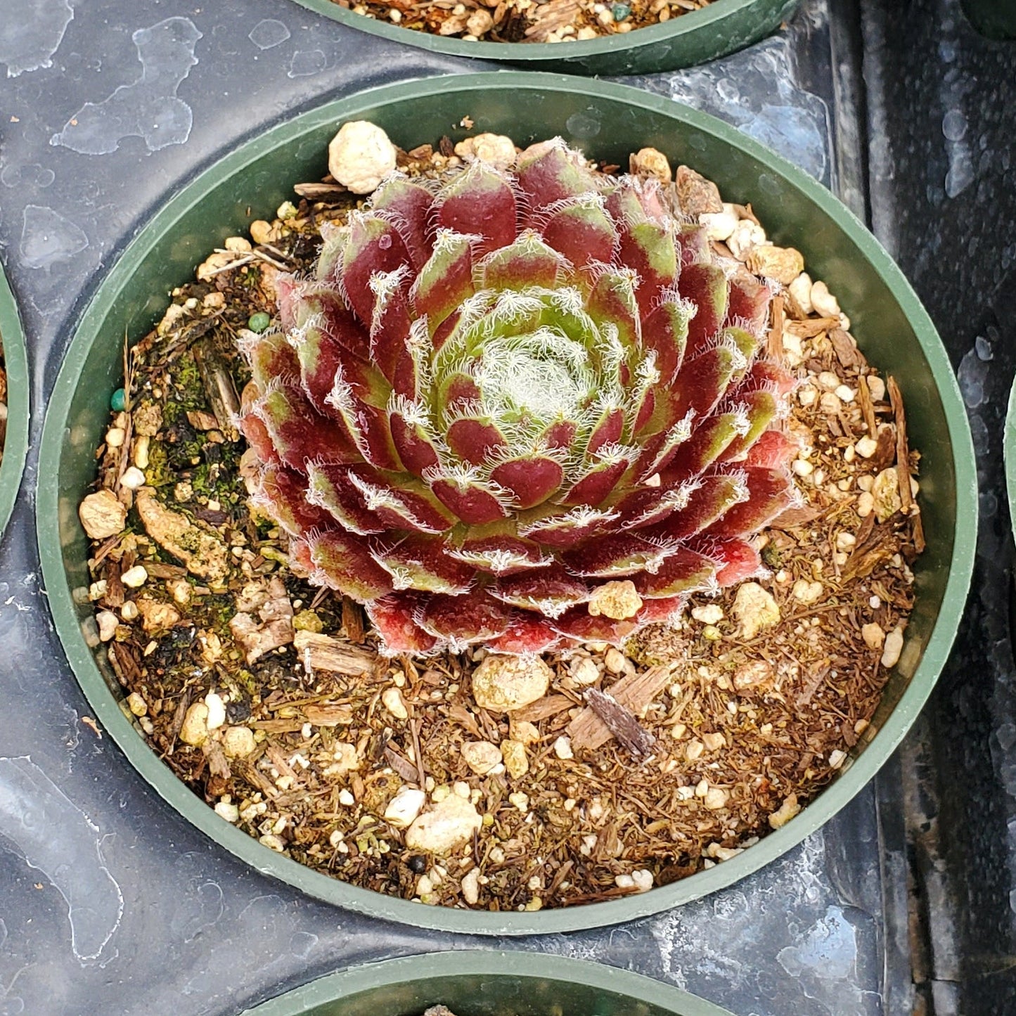 Sempervivum