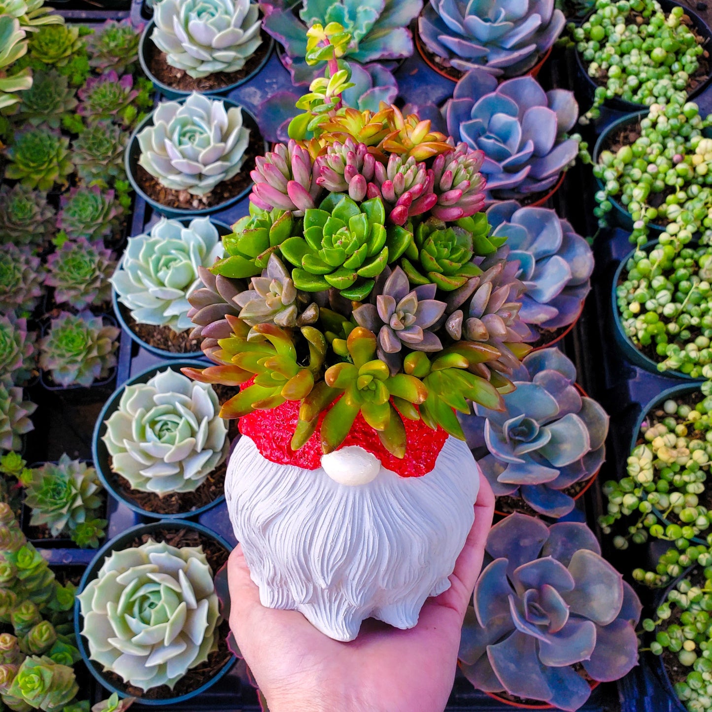 Large Succulent Gnome Arrangement