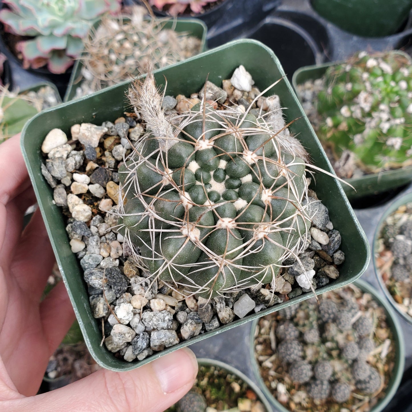 Gymnocalycium anisitsii