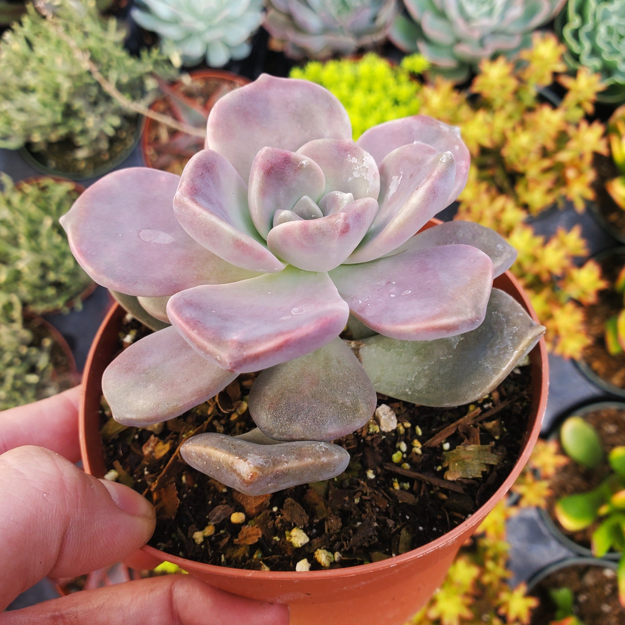 succulent purple delight Graptopetalum 'Purple Delight'