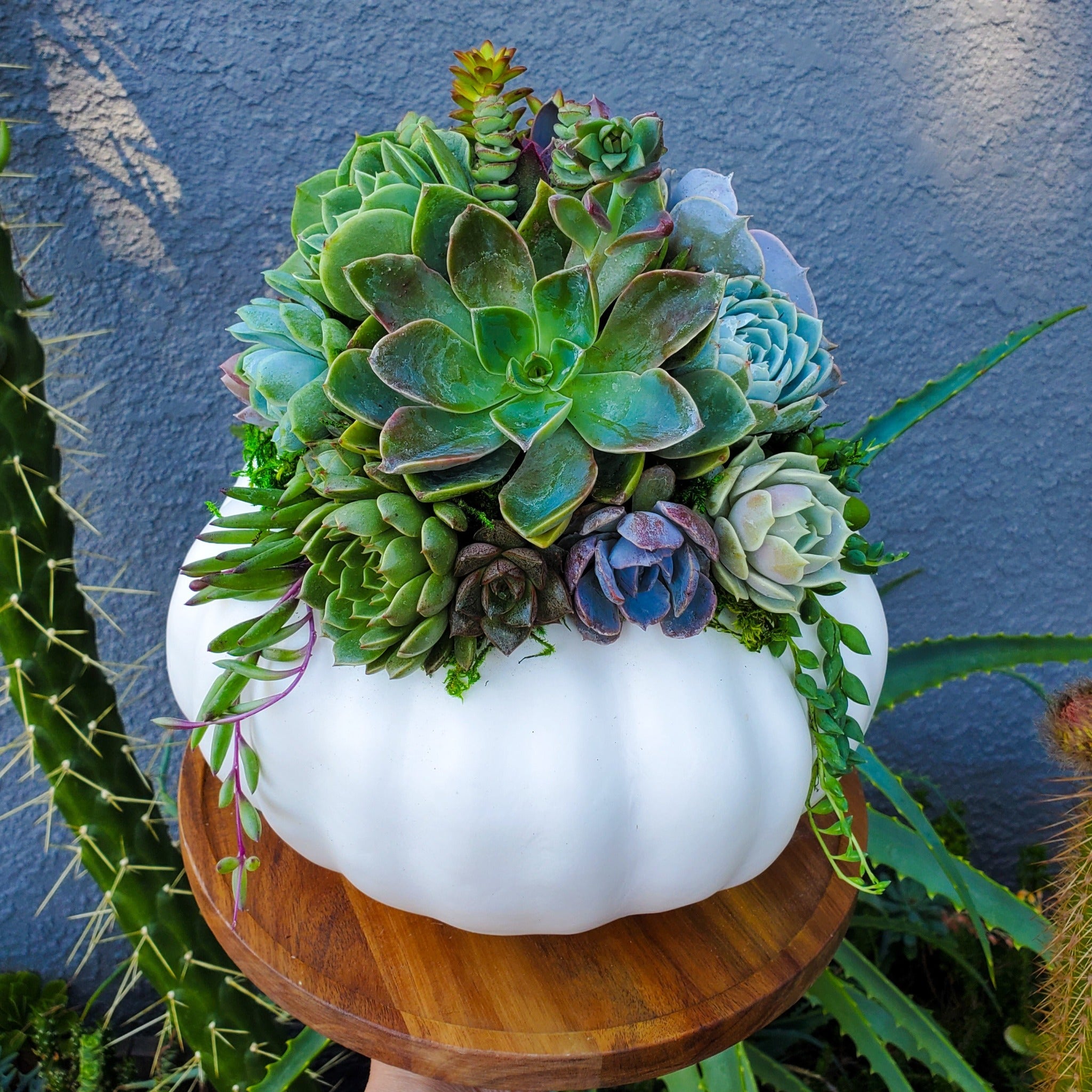white pumpkin succulents Medium White Succulent Pumpkin