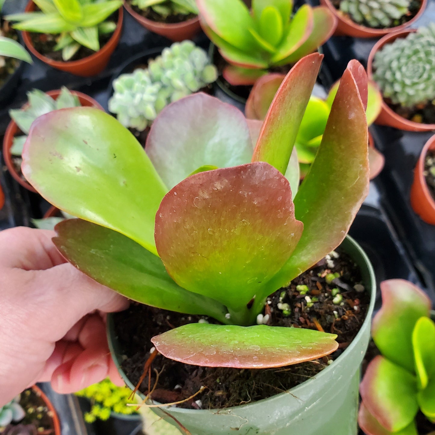 Kalanchoe luciae 'Paddle Plant'