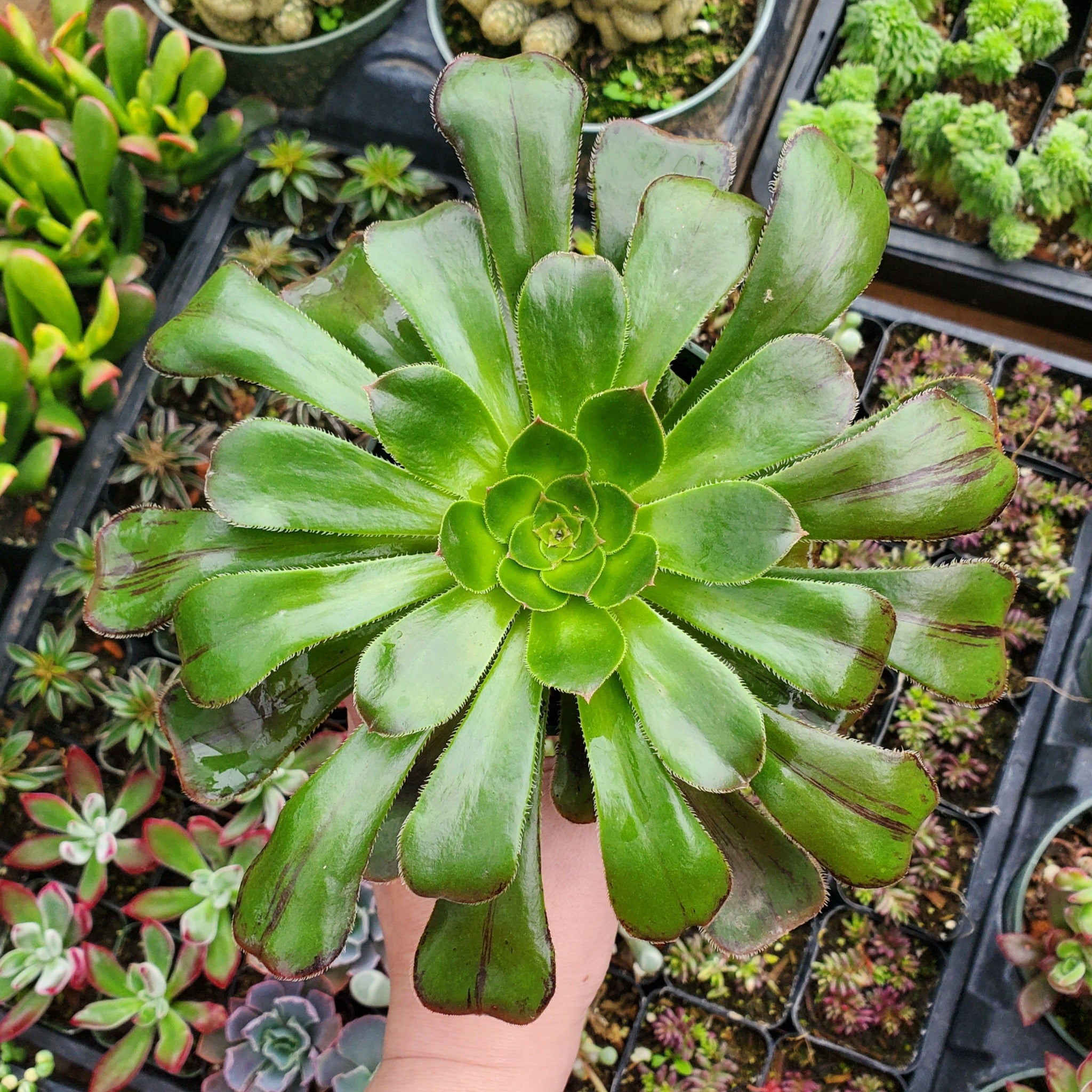 tall stalky succulent Aeonium arboreum 'Rubrolineatum'
