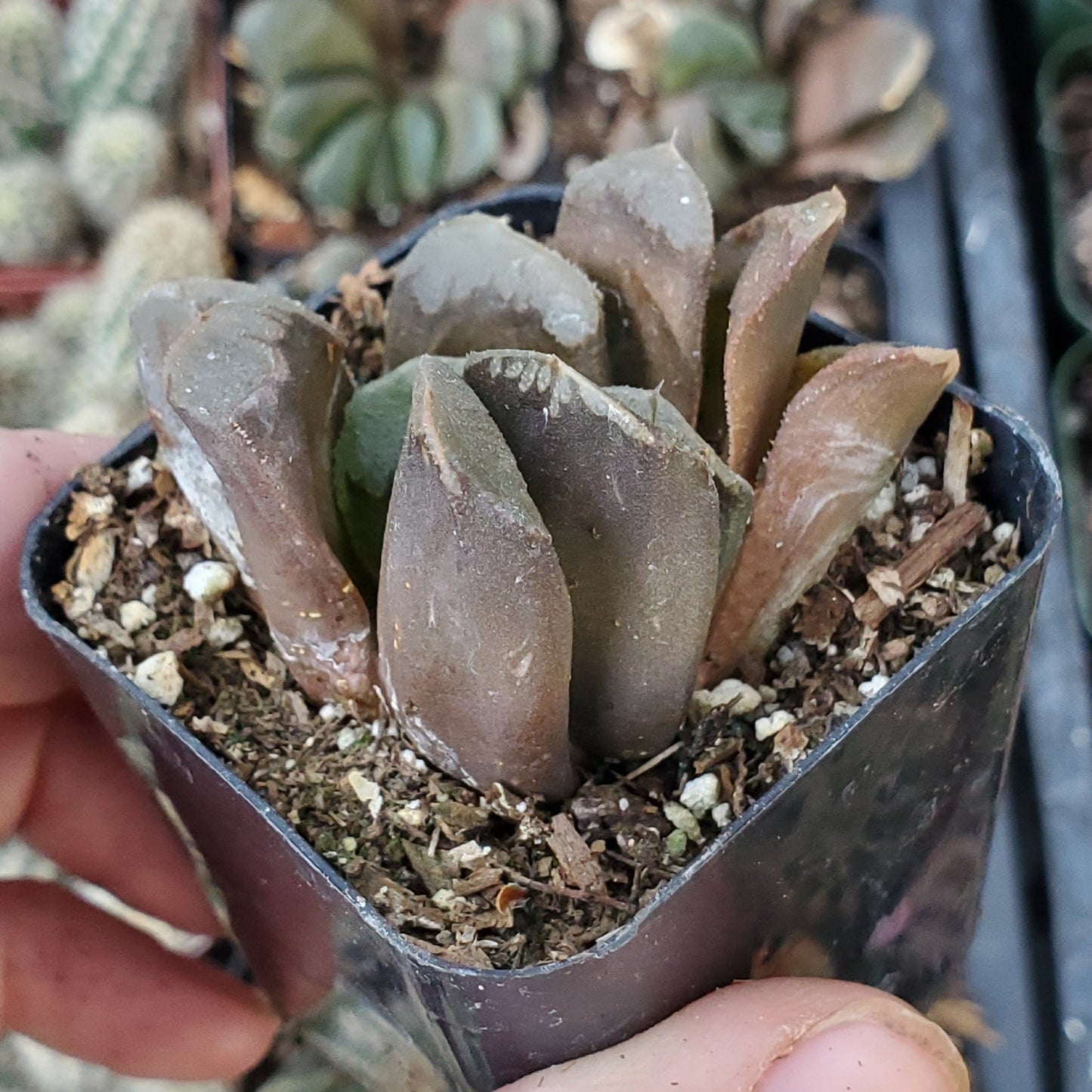 Haworthia truncata v. maughanii