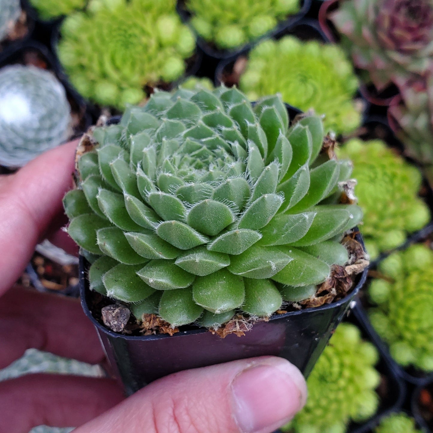 Sempervivum arachnoideum Sp.