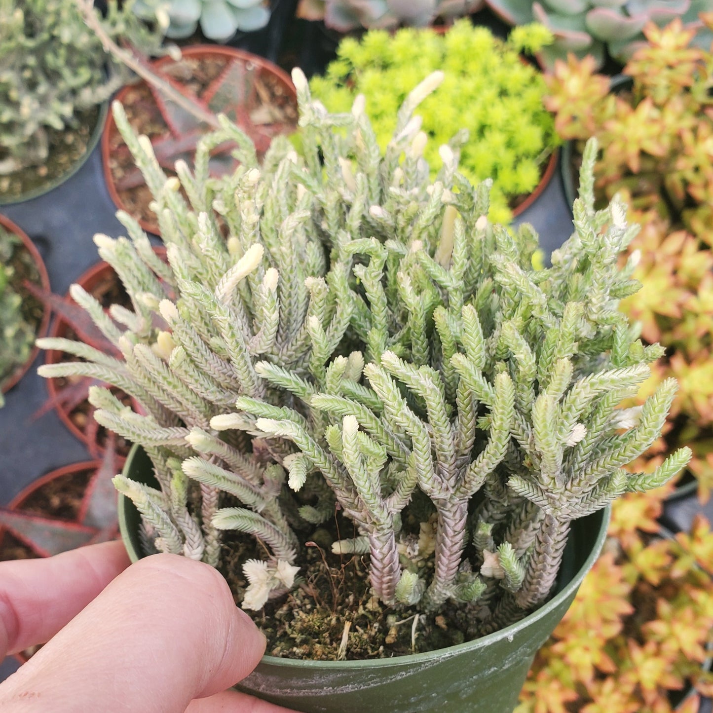 Variegated Crassula muscosa 'Variegated Watch Chain' or 'Zipper Plant'