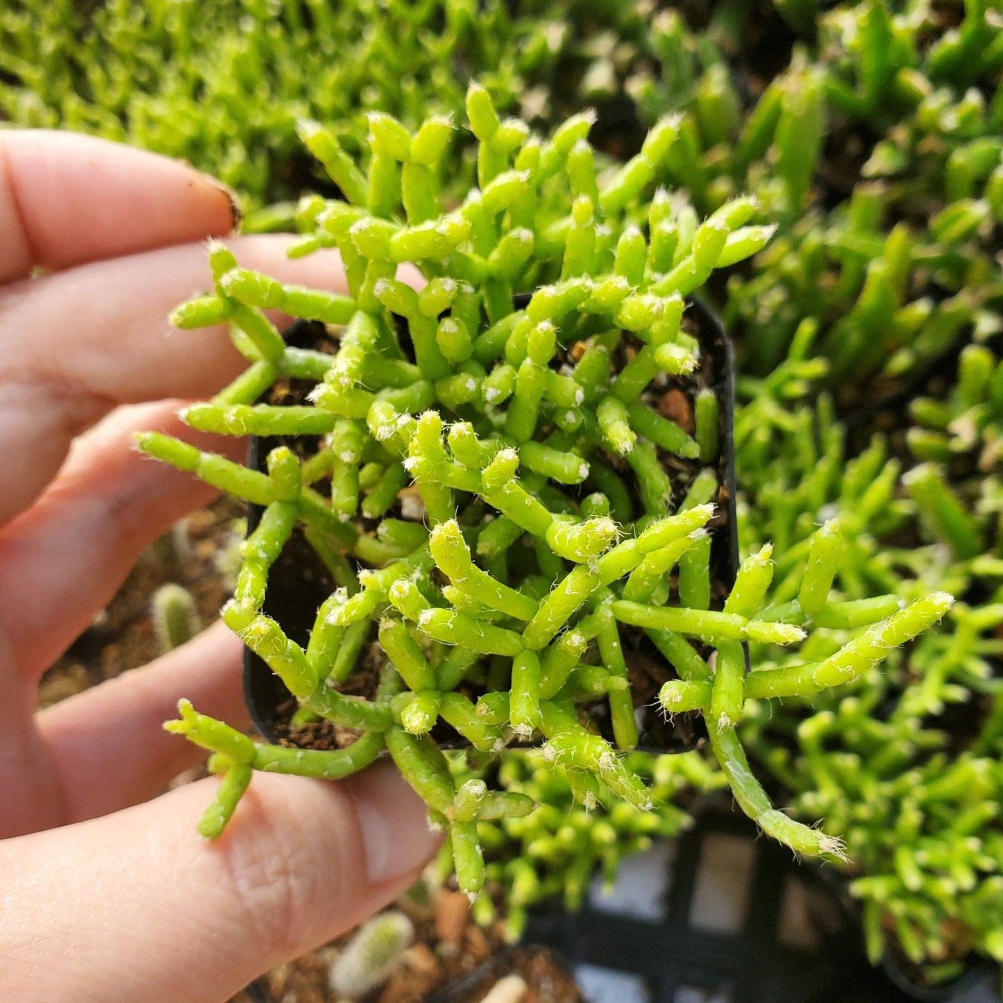 Rhipsalis cereuscula 'Coral Cactus'