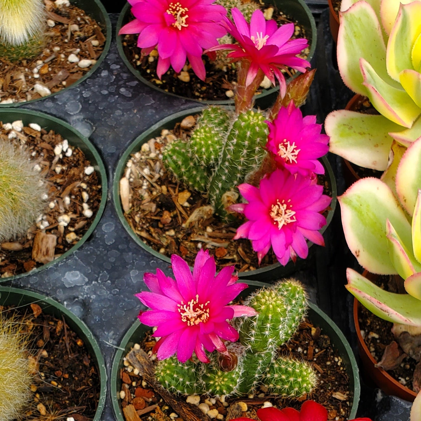 Echinopsis Rose Quartz