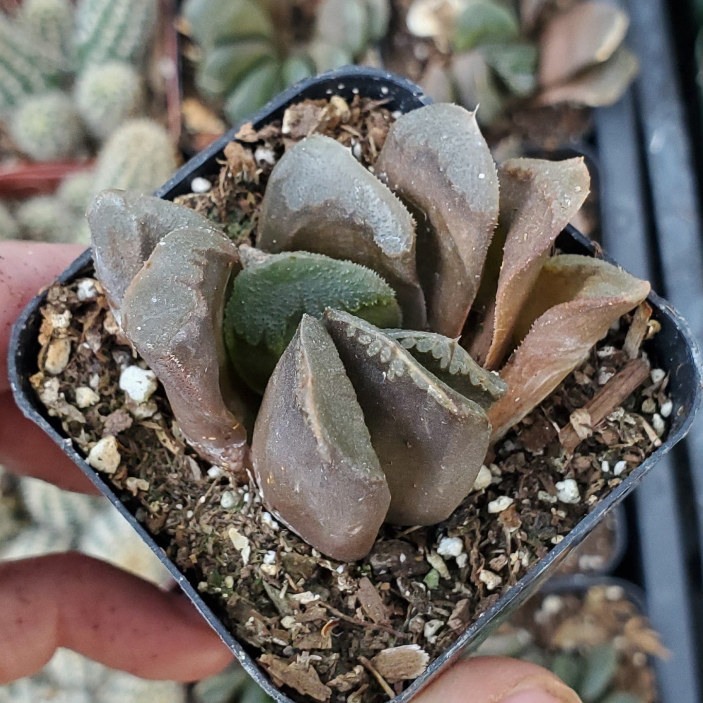 Haworthia truncata v. maughanii