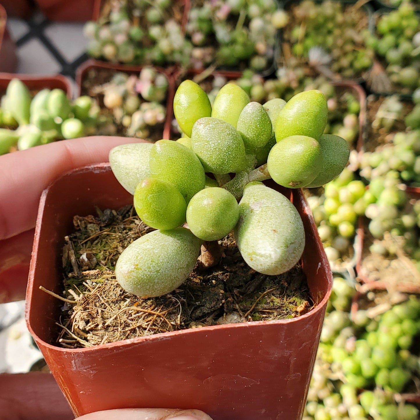 Adromischus oviforme