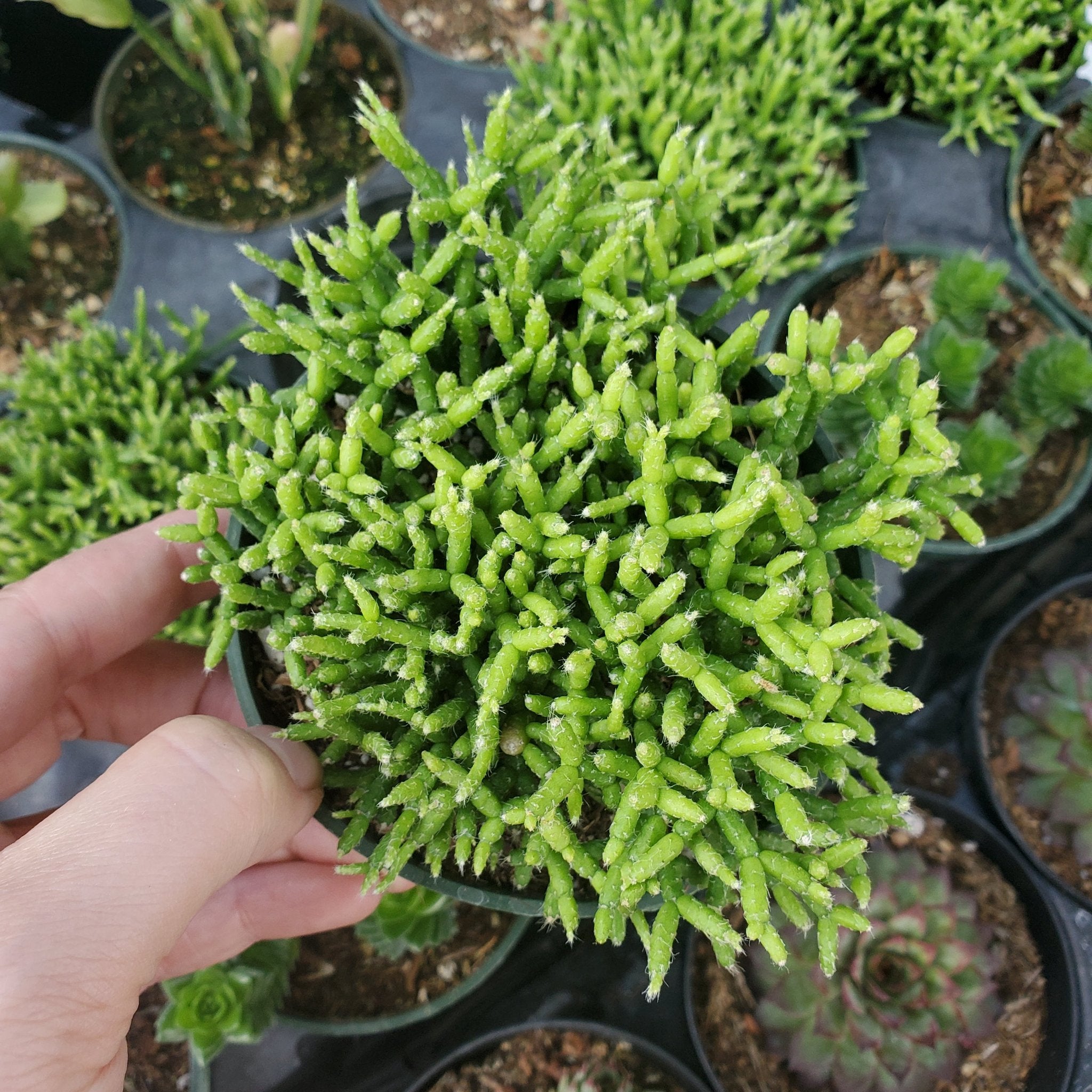 coral plant succulent Rhipsalis cereuscula 'Coral Cactus'