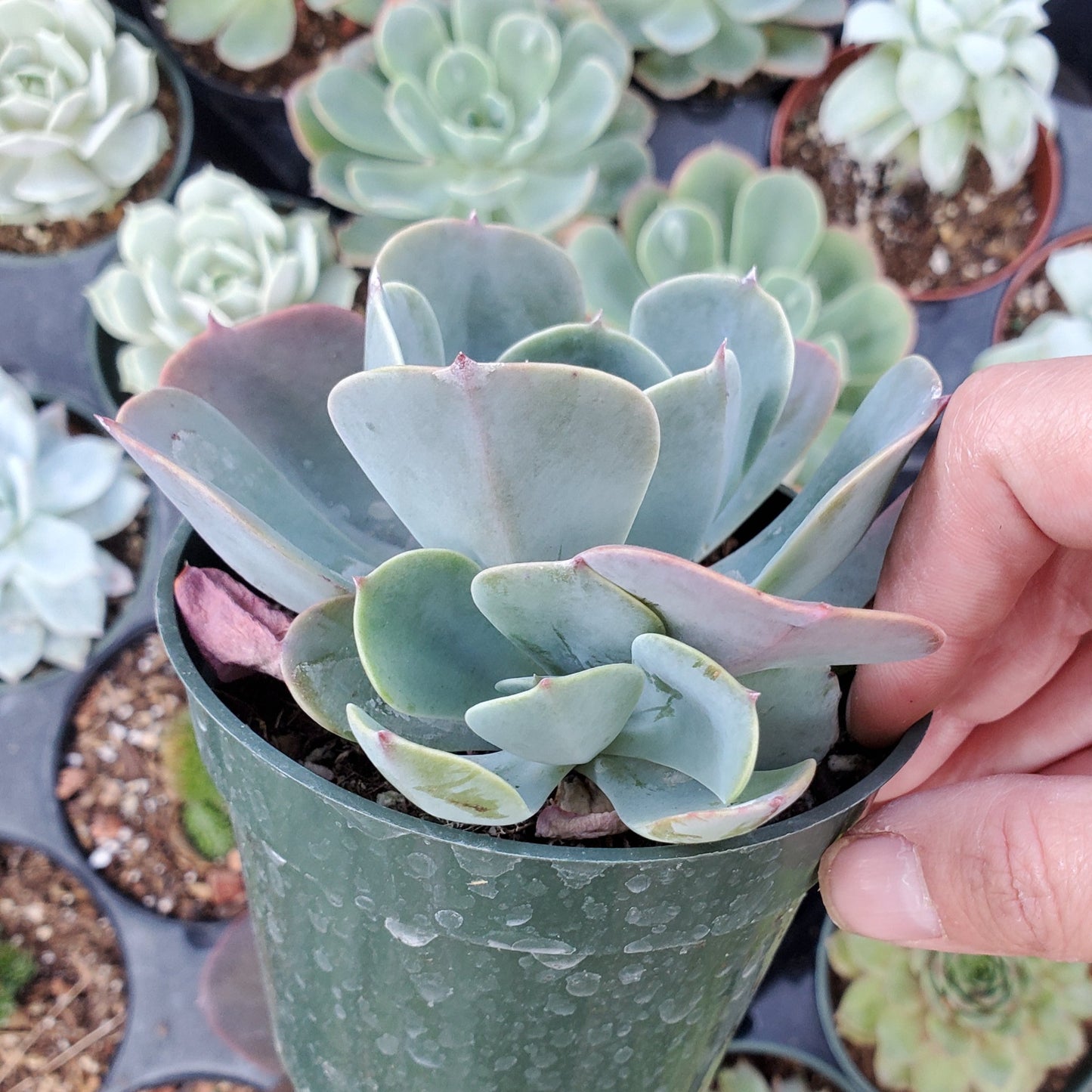 Echeveria 'Muesli'
