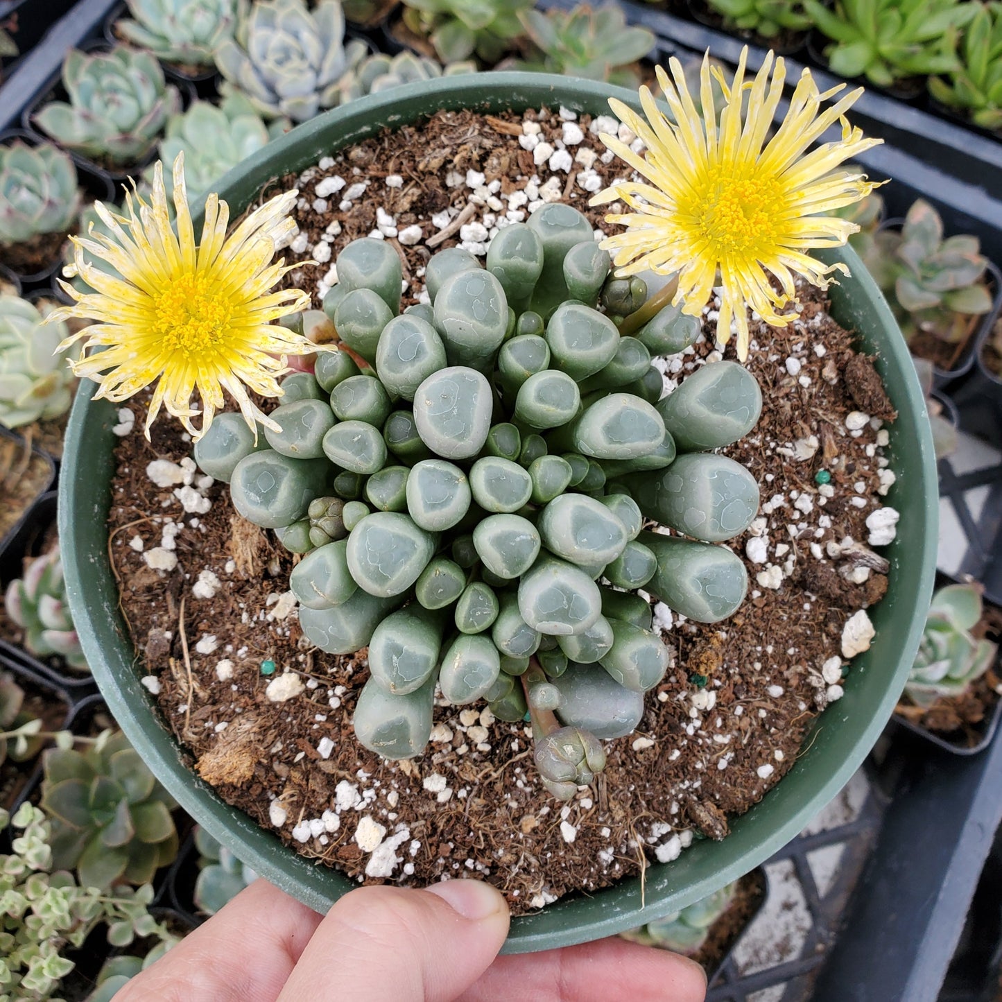 Fenestraria rhopalophylla 'Baby Toes'