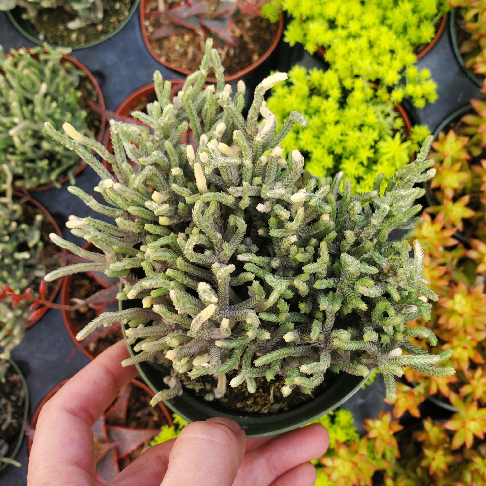 succulent chain plant Variegated Crassula muscosa 'Variegated Watch Chain' or 'Zipper Plant'