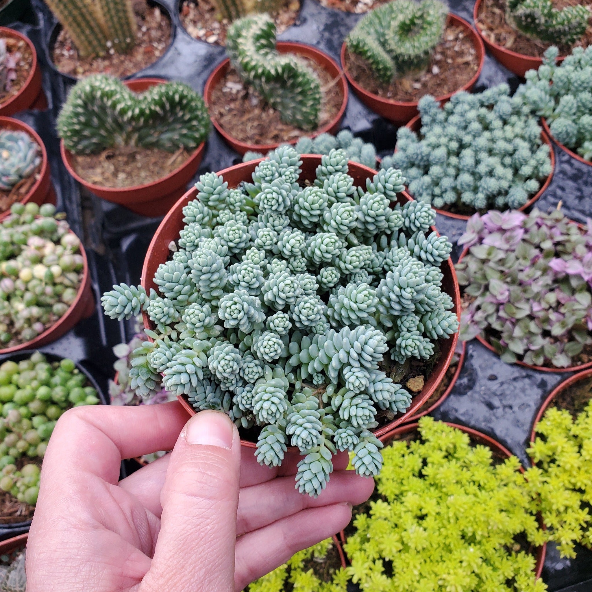 himalaya succulent Sedum dasyphyllum 'Himalayan Skies'