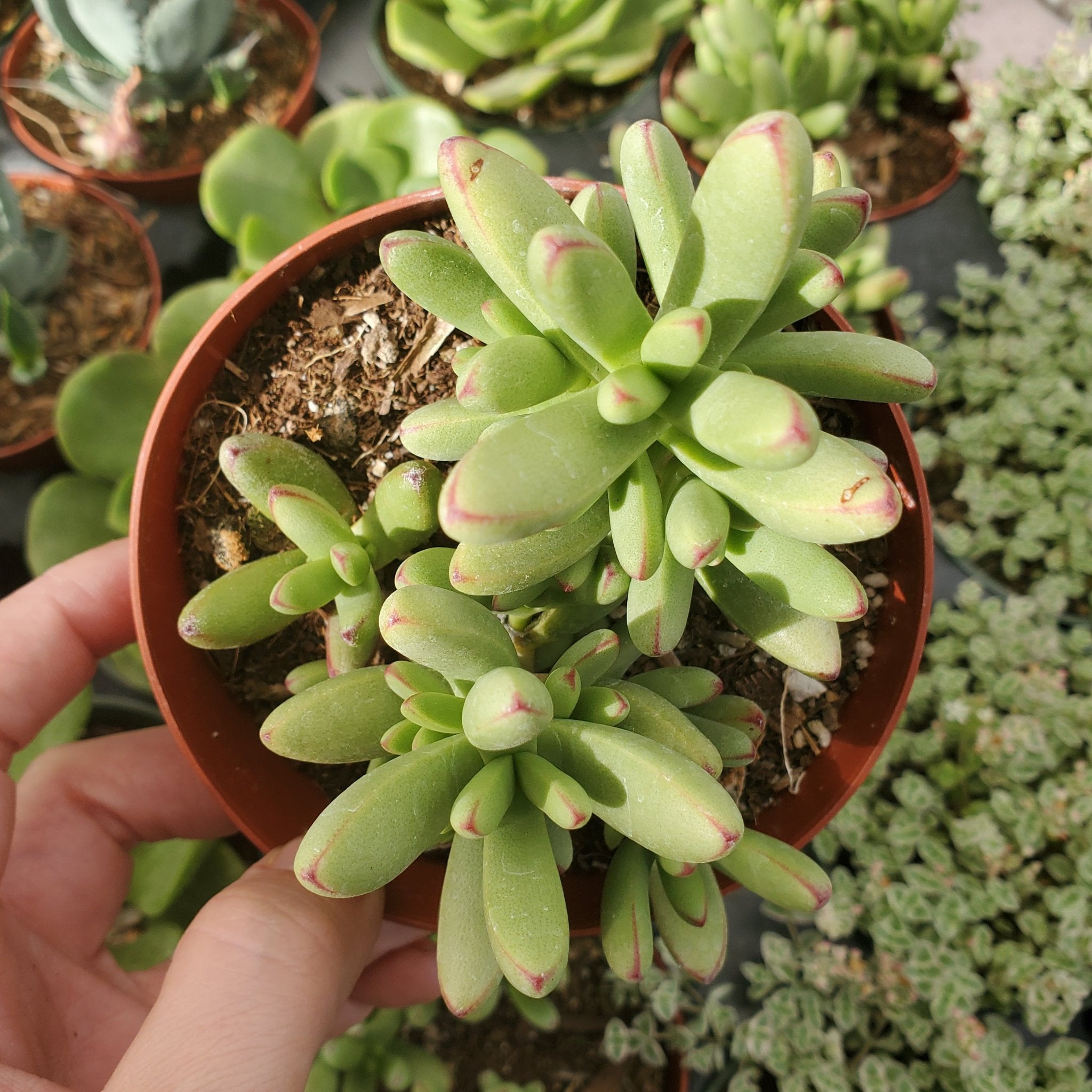 succulent var Crassula Nudicaulis Var. Herreis