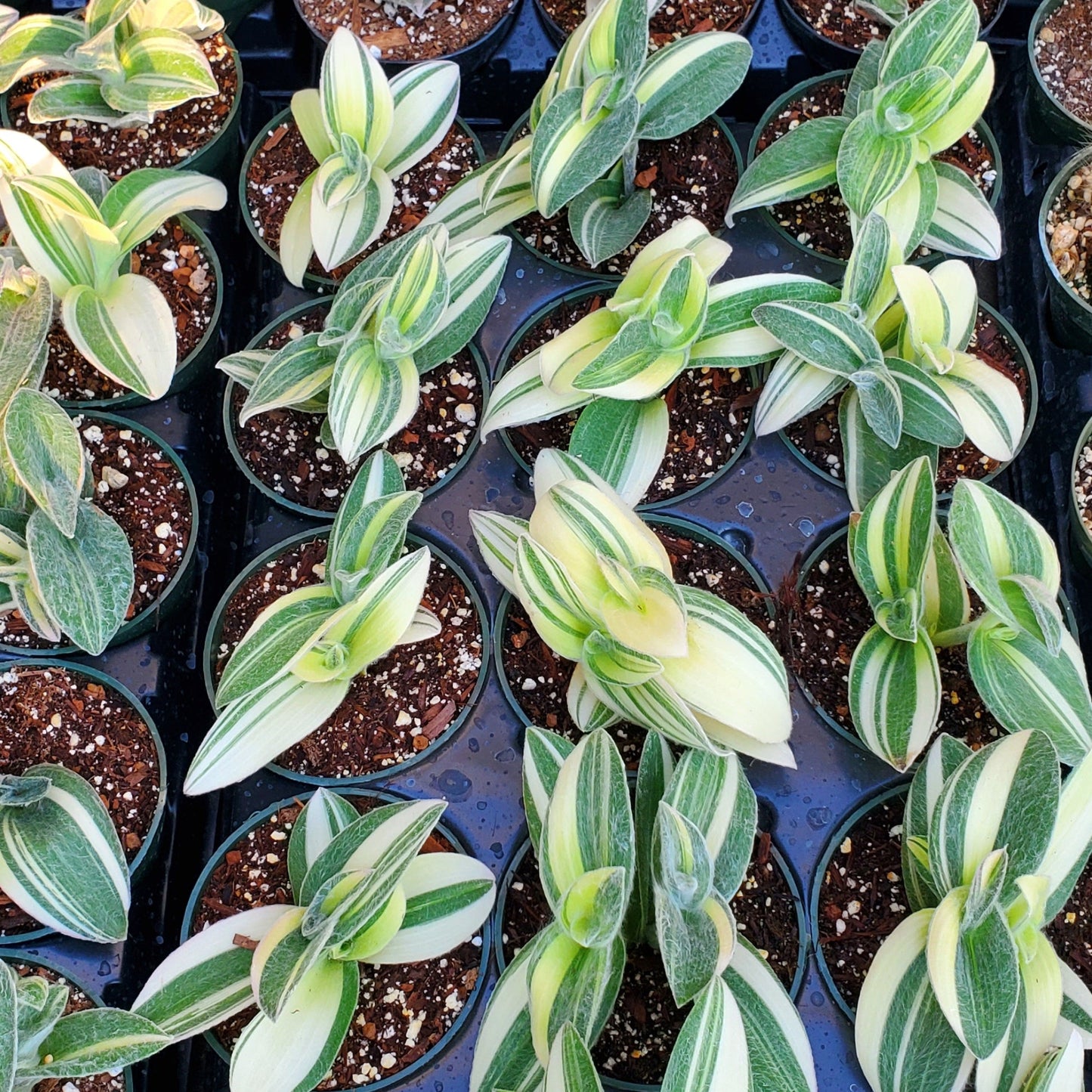 Tradescantia sillamontana variegata