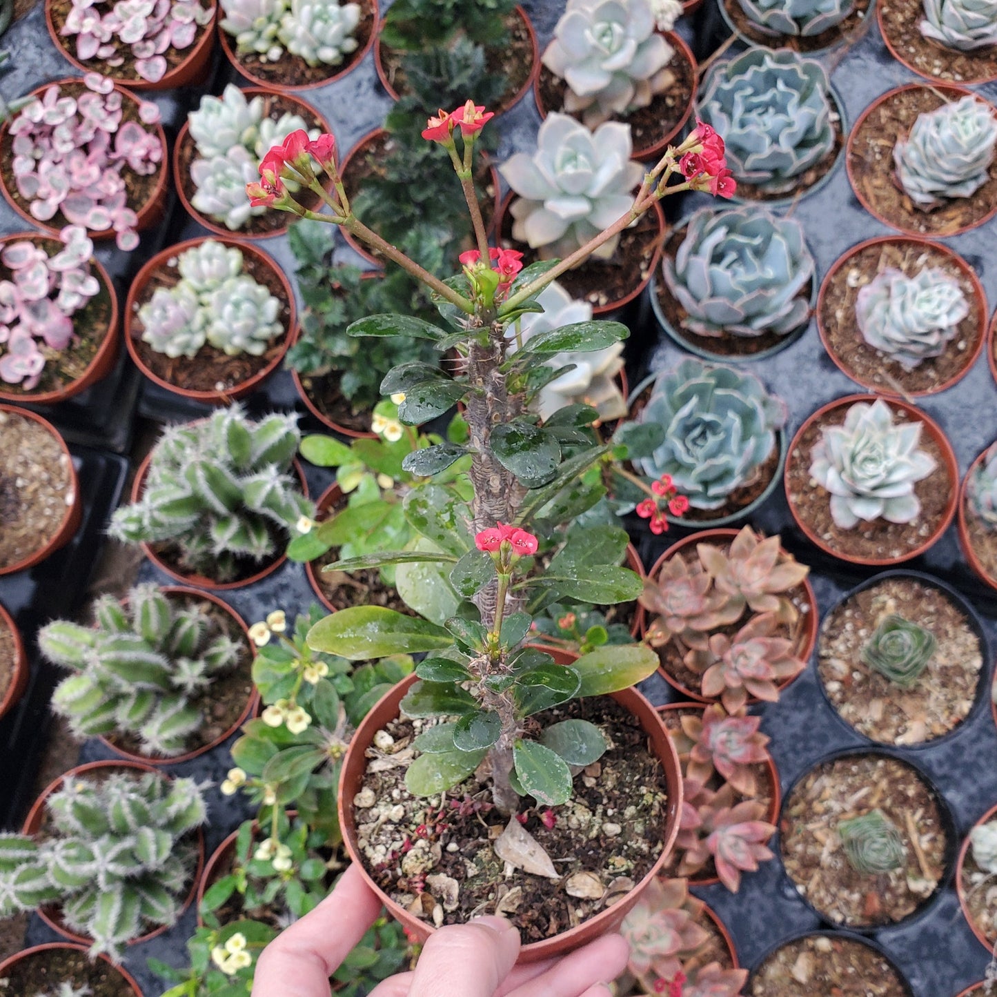 Euphorbia Milii 'Fireworks' 'Crown of Thorns'