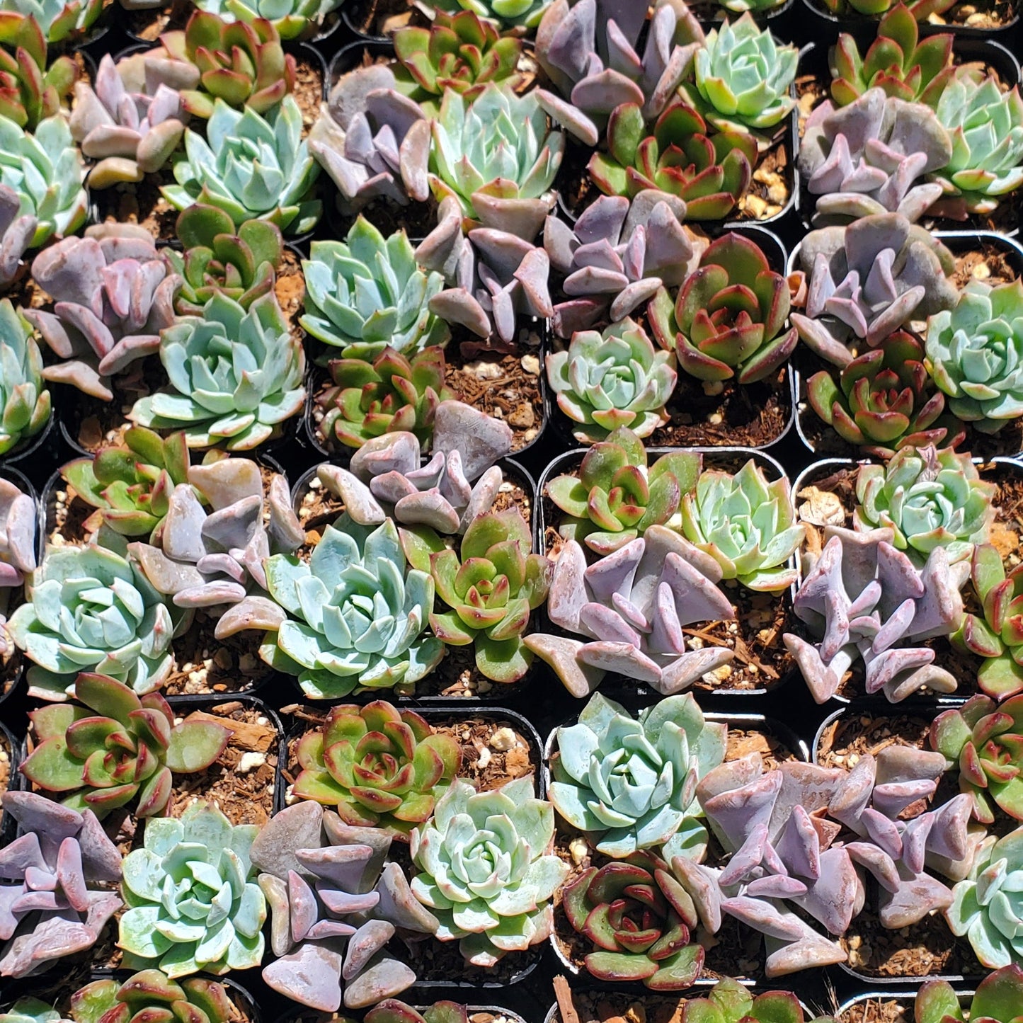2 inch Echeveria Mix Pot (Blue Mist, Cubic Frost, Puli-lindsayana)