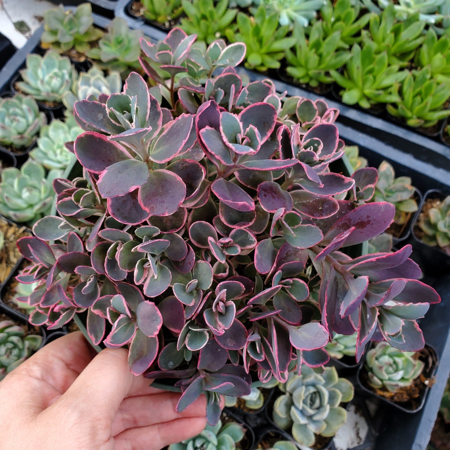 Sedum Sunsparkler® 'Dream Dazzler'