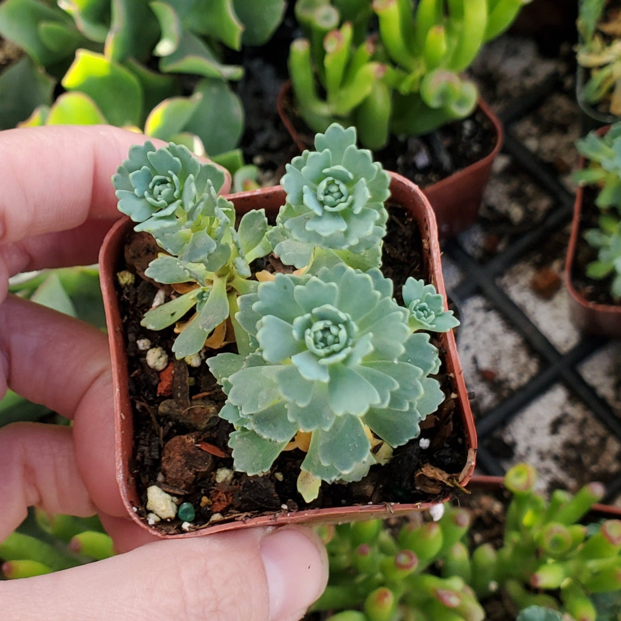 grey succulent plants Sedum pachyclados 'Grey Stonecrop'
