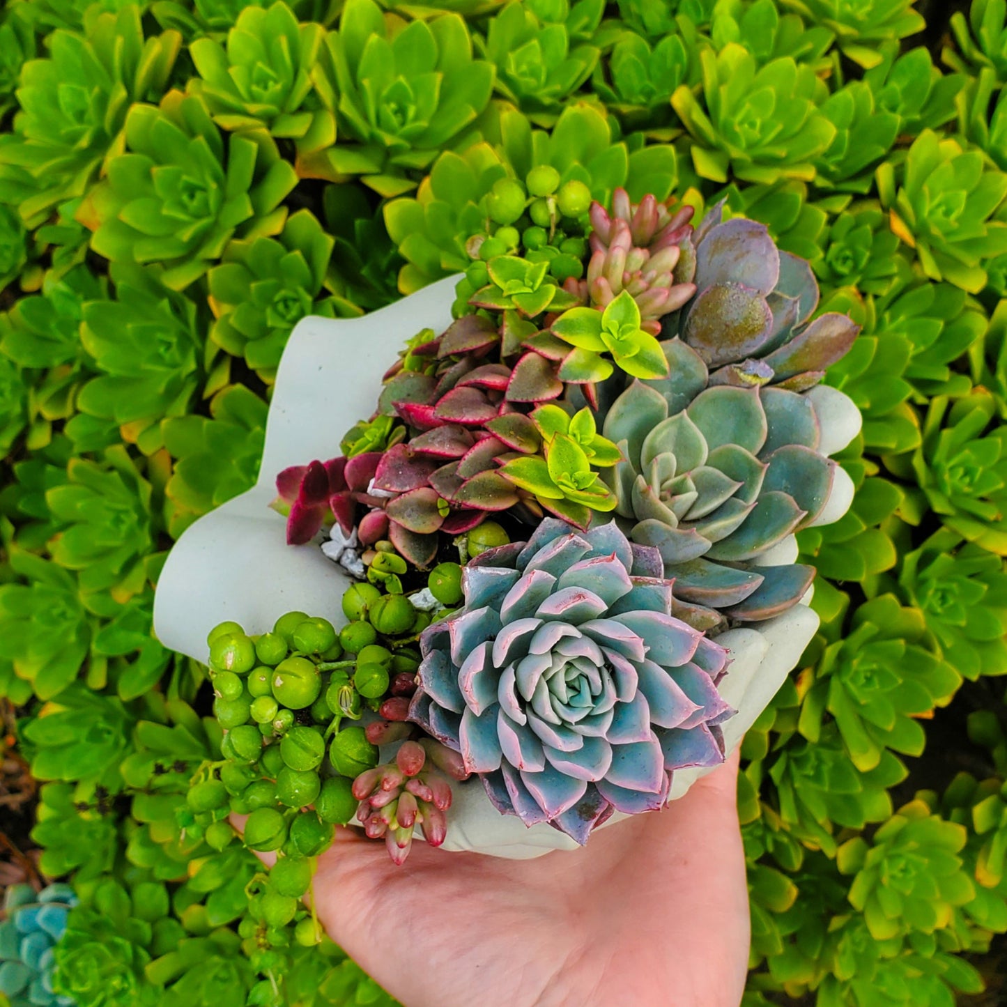 Cupped Hands Cement Planter Succulent Arrangement