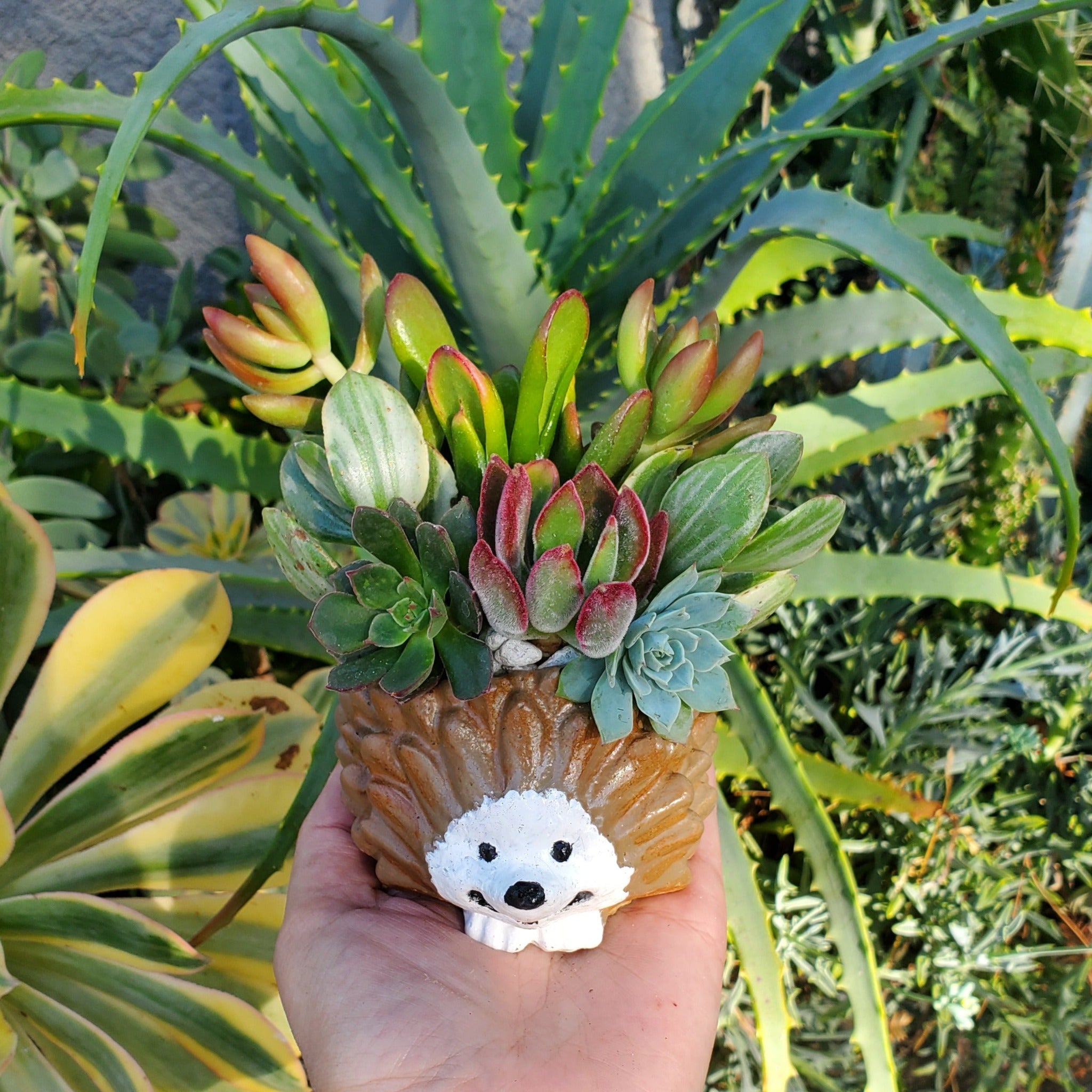 hedgehog succulent planter Hedgehog Cement Planter Succulent Arrangement