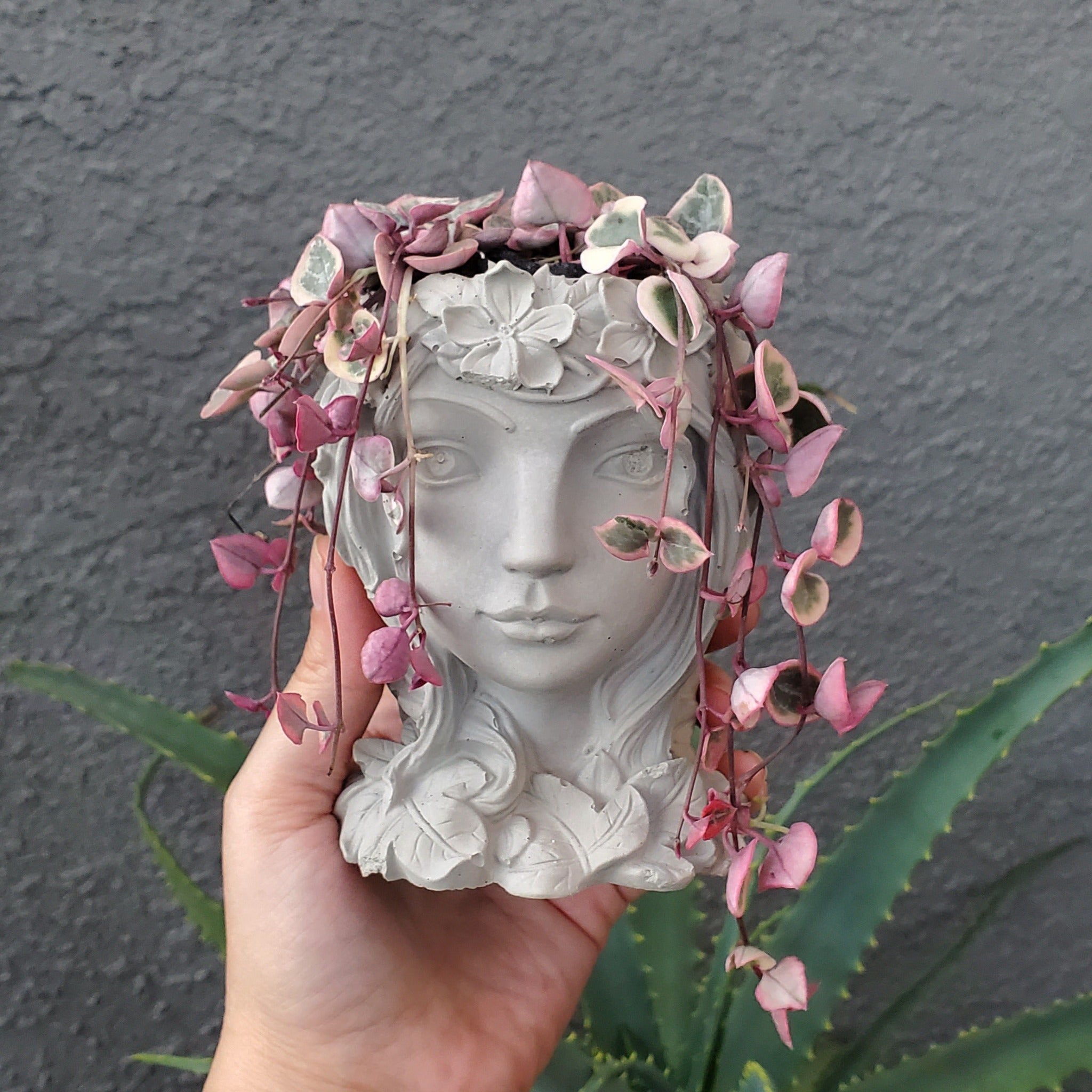 string of hearts plant pot 'Variegated String of Hearts' Goddess Arrangement