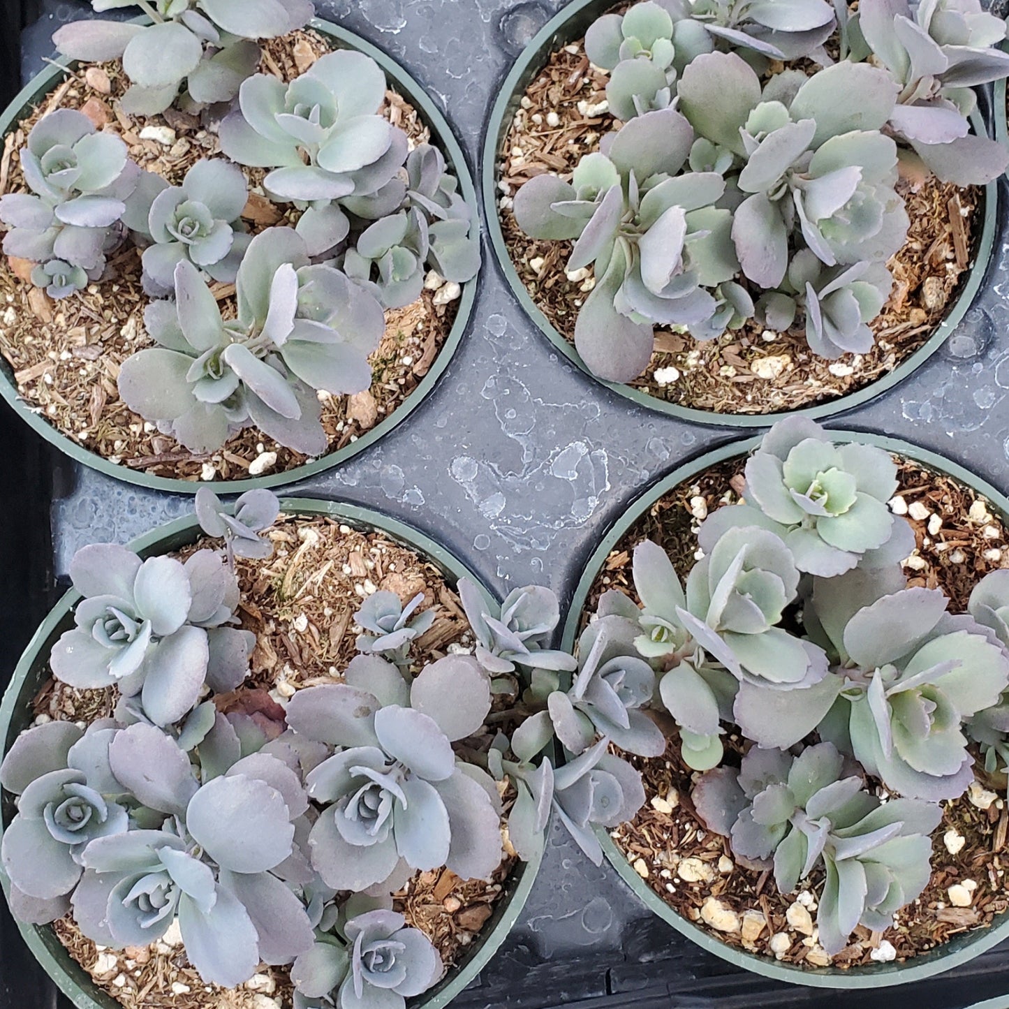 Sedum Sunsparkler® 'Blue Elf'