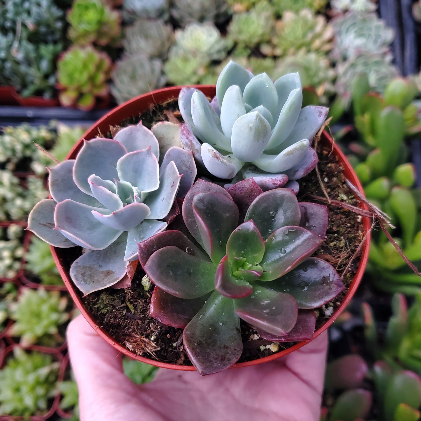 Echeveria Mix (Blue, Red & Purple)