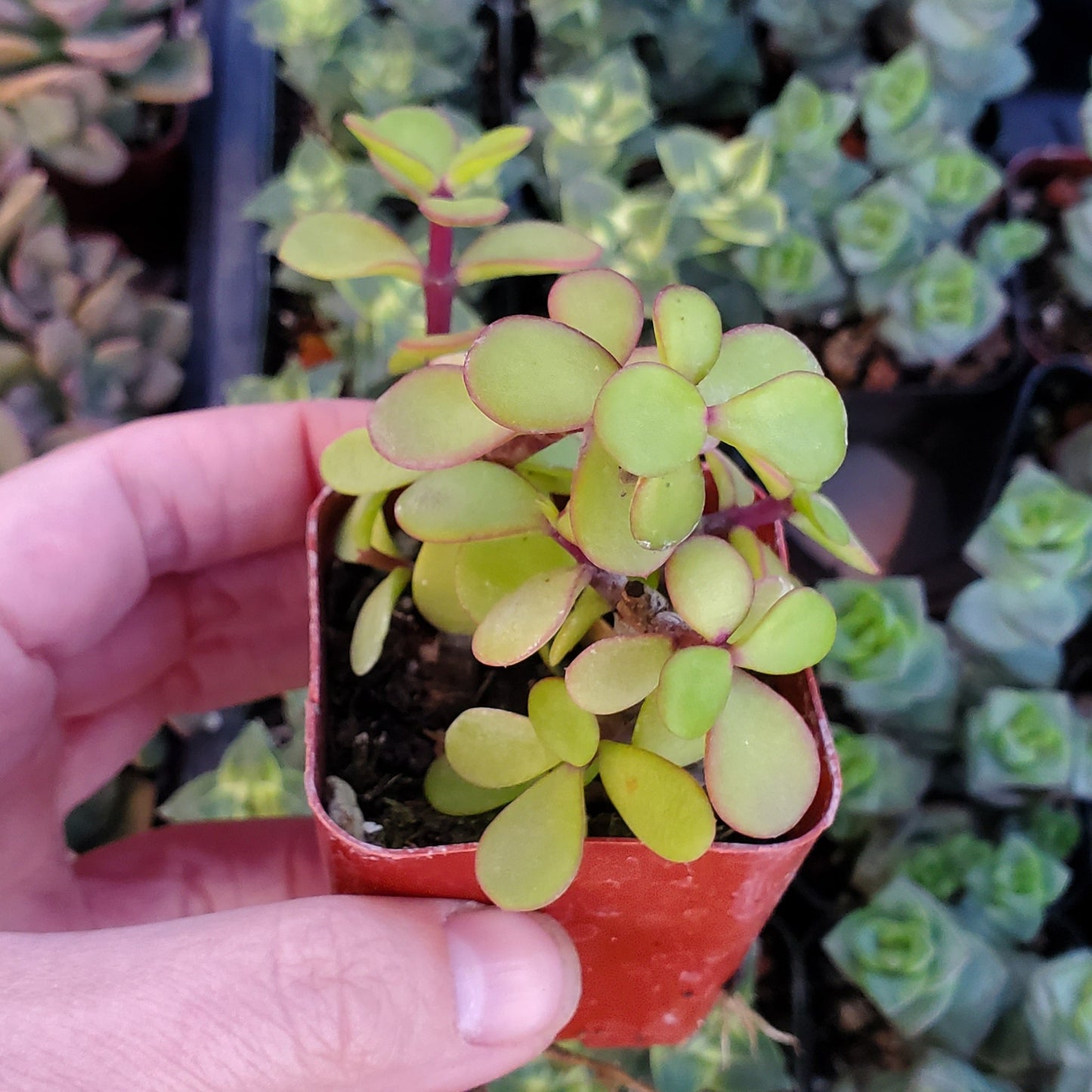 Portulacaria afra 'Elephant Bush'
