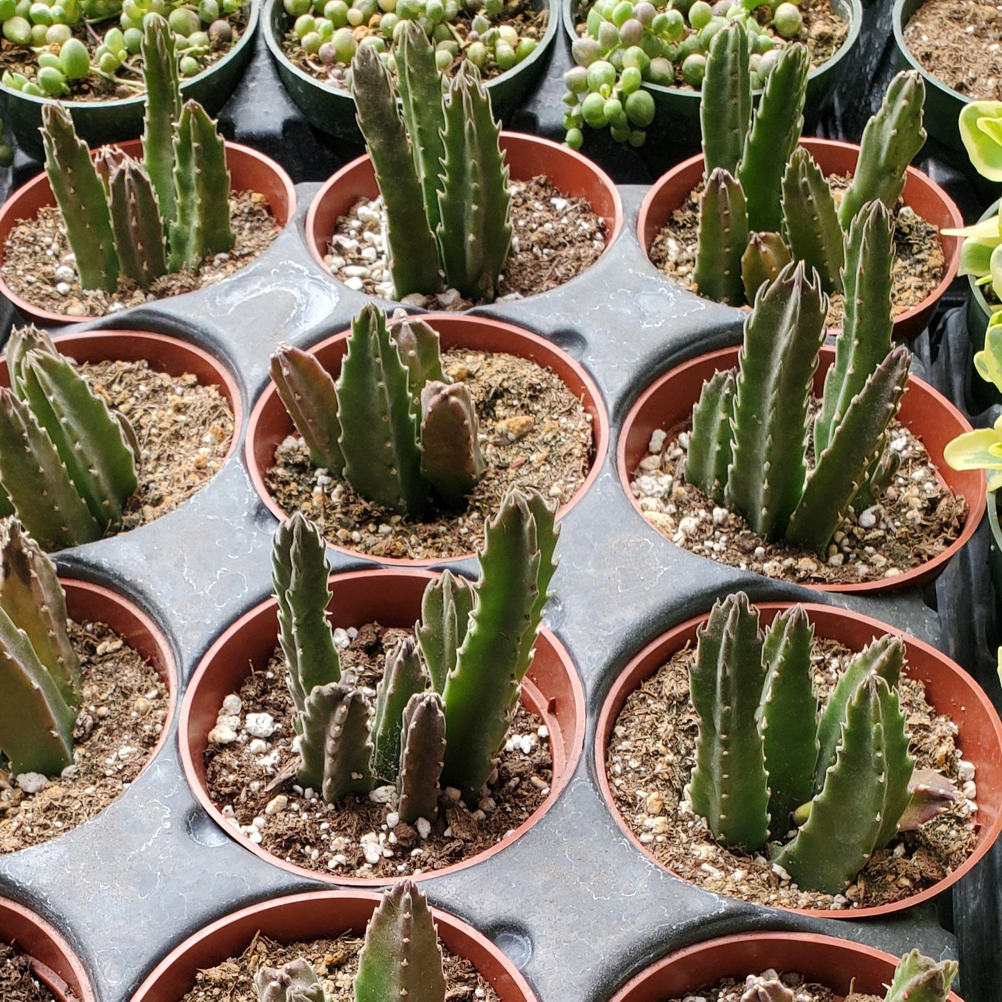Stapelia