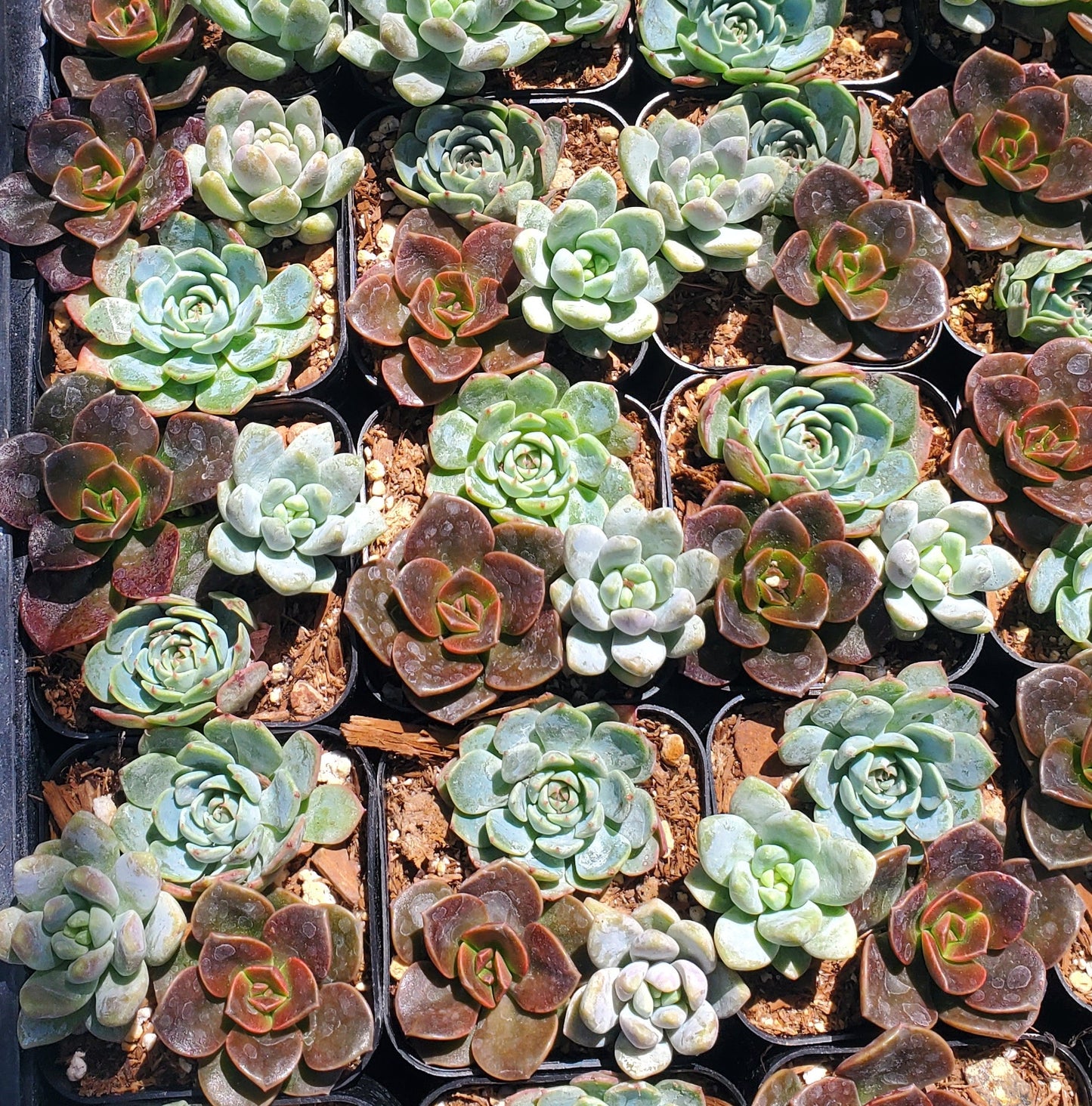 2 inch Echeveria Mix Pot (Melaco, Minima, Lilac Mist)