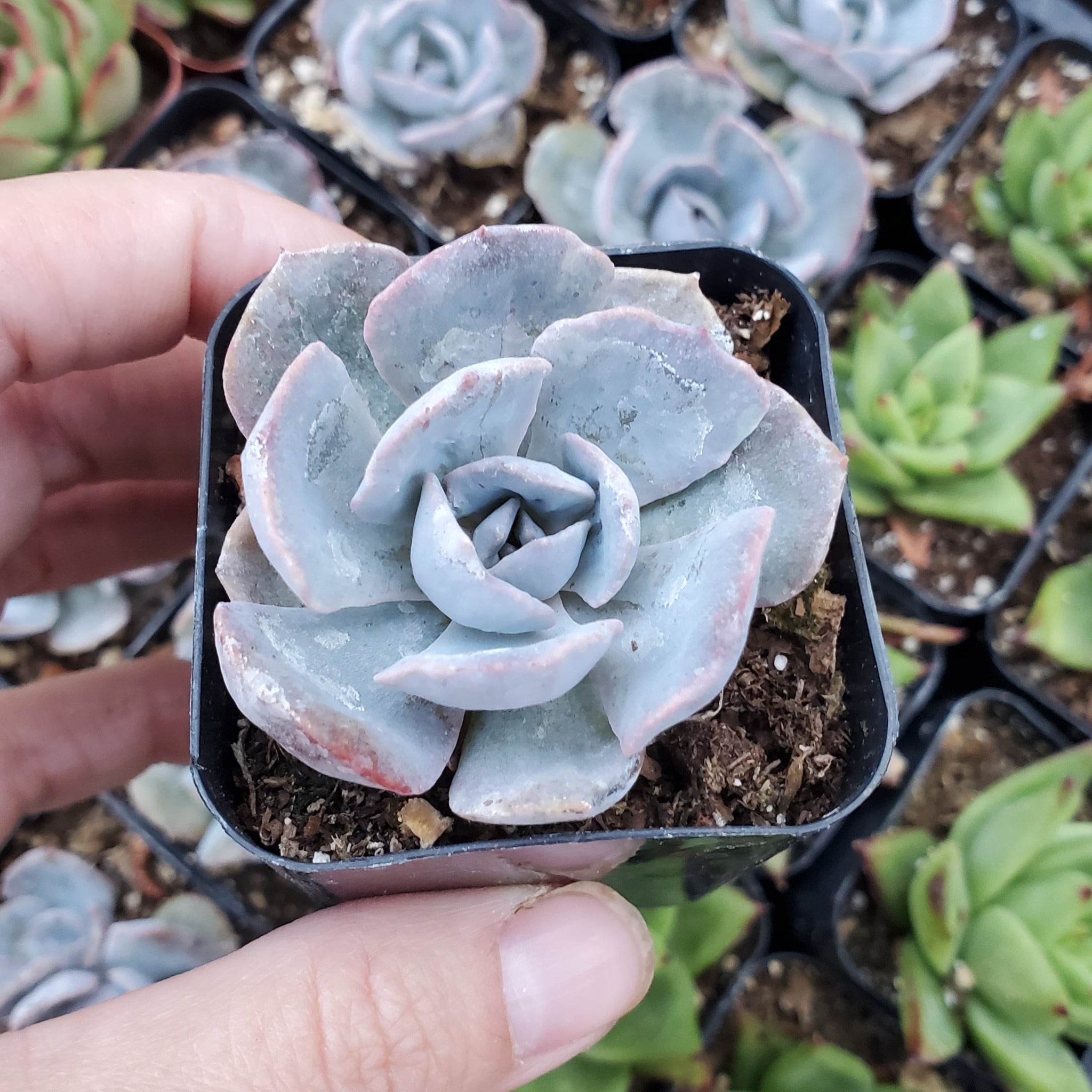 succulent temp Echeveria shaviana 'Cheyenne'