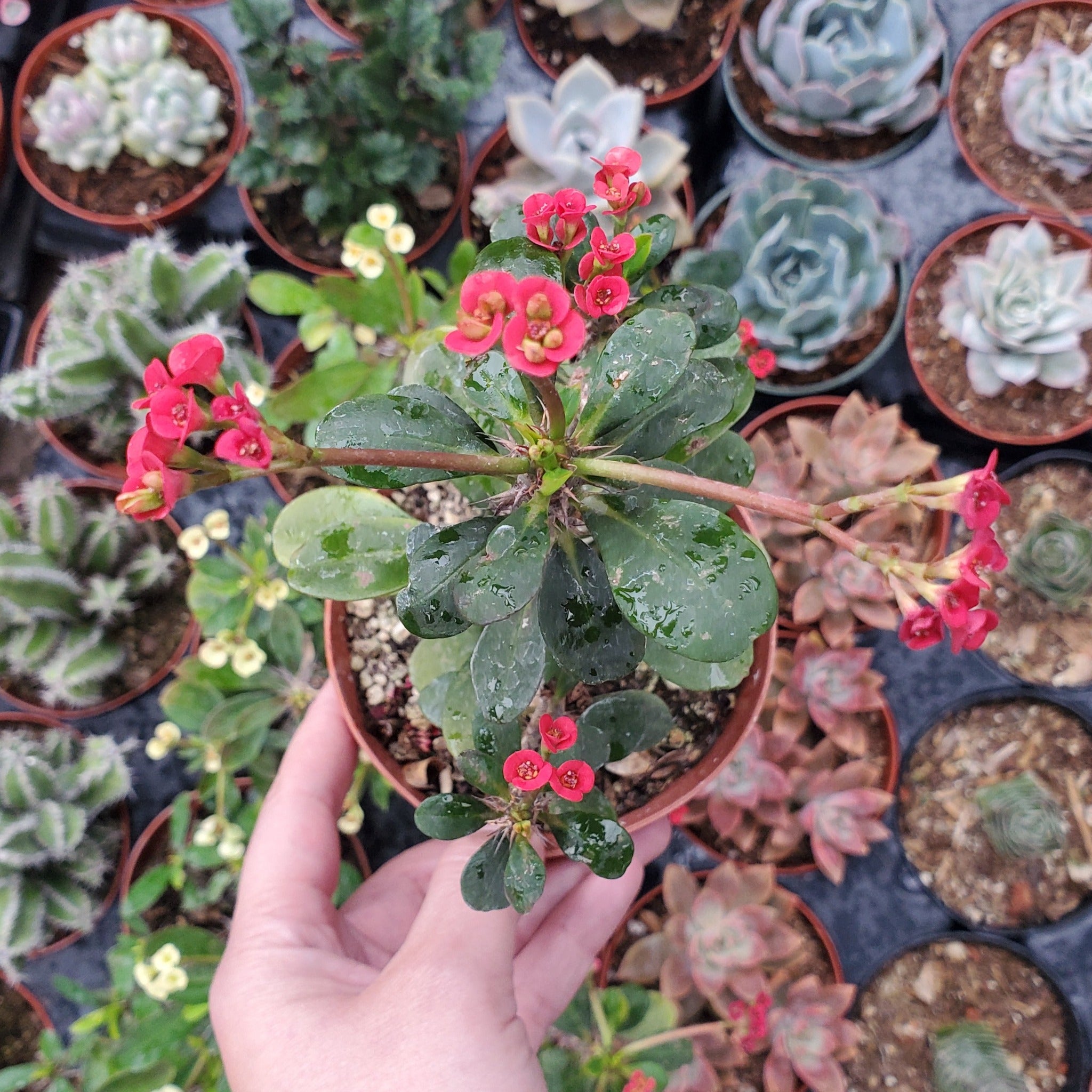succulent thorns Euphorbia trigona 'Rubra'