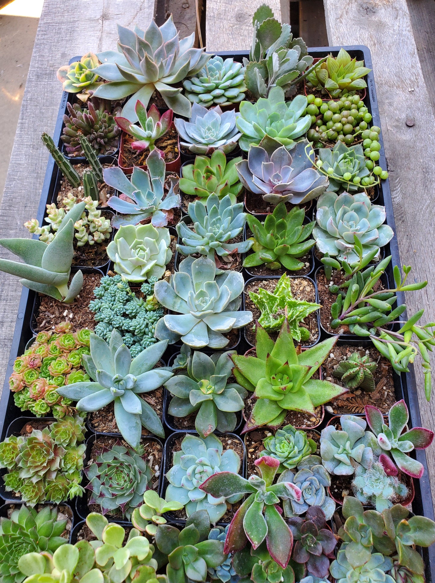 Succulent Bundle (Exact 50 2 inch plants pictured)