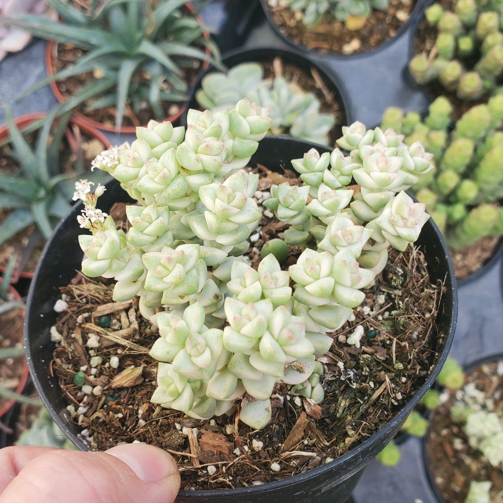 succulents pastel Crassula 'Variegated Pastel'