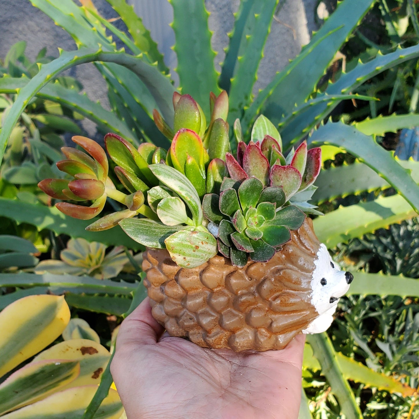 Hedgehog Cement Planter Succulent Arrangement