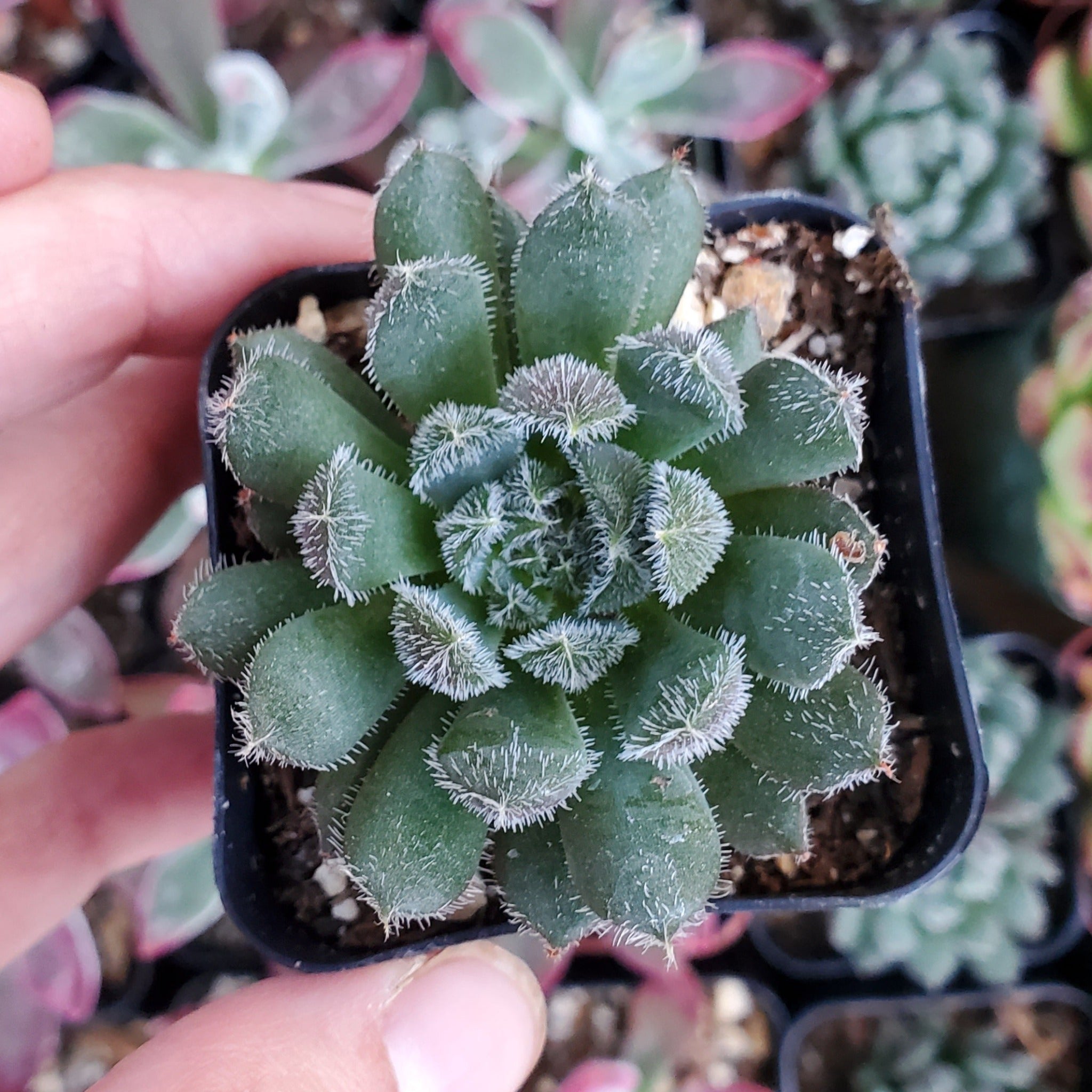 china succulents Sinocrassula yunnanensis 'Chinese Jade'